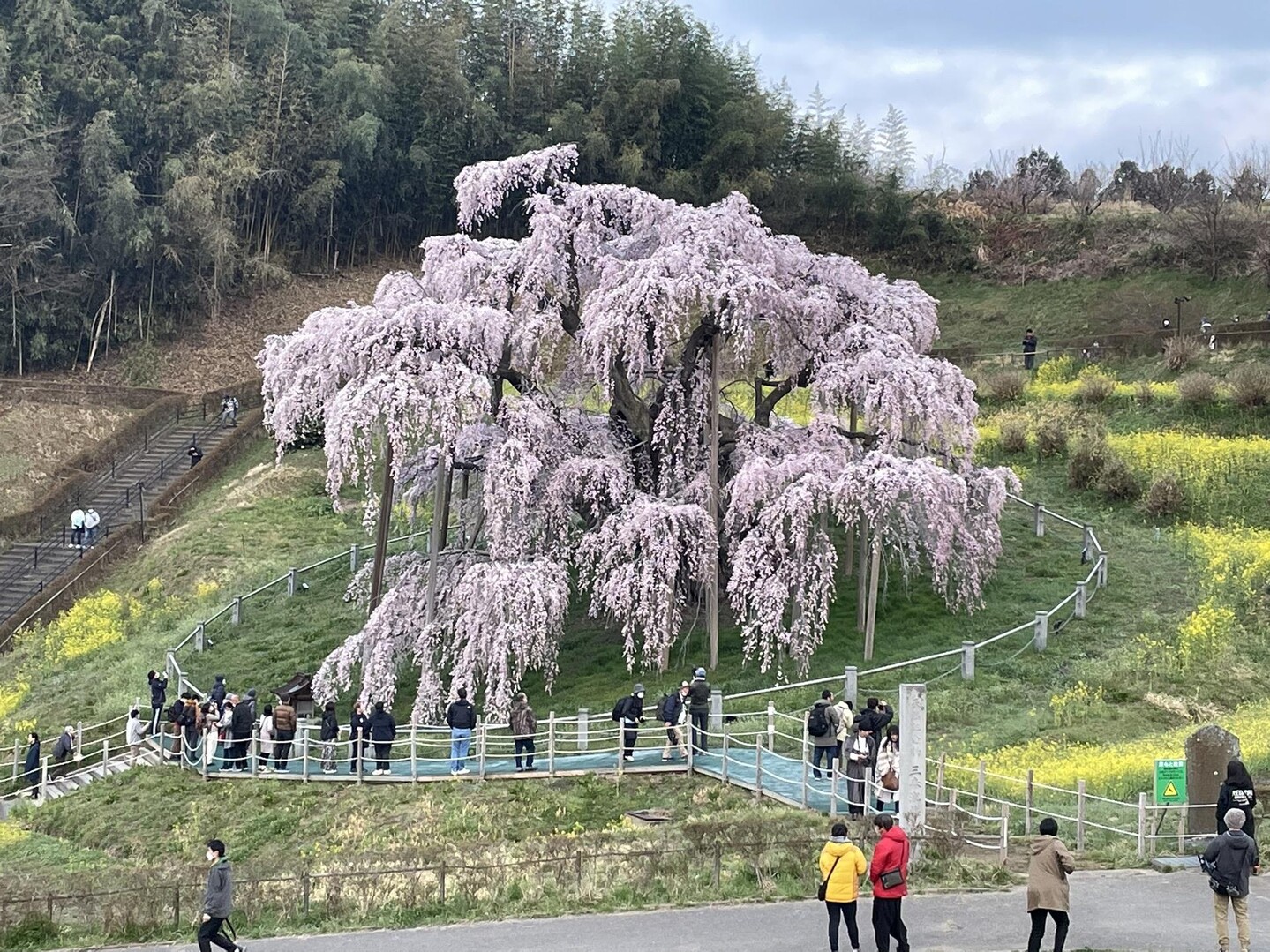 福島県-三春町-滝桜🌸 早い開花🌸 ... / ケロケロ🐸🐸🐸さんのモーメント | YAMAP / ヤマップ