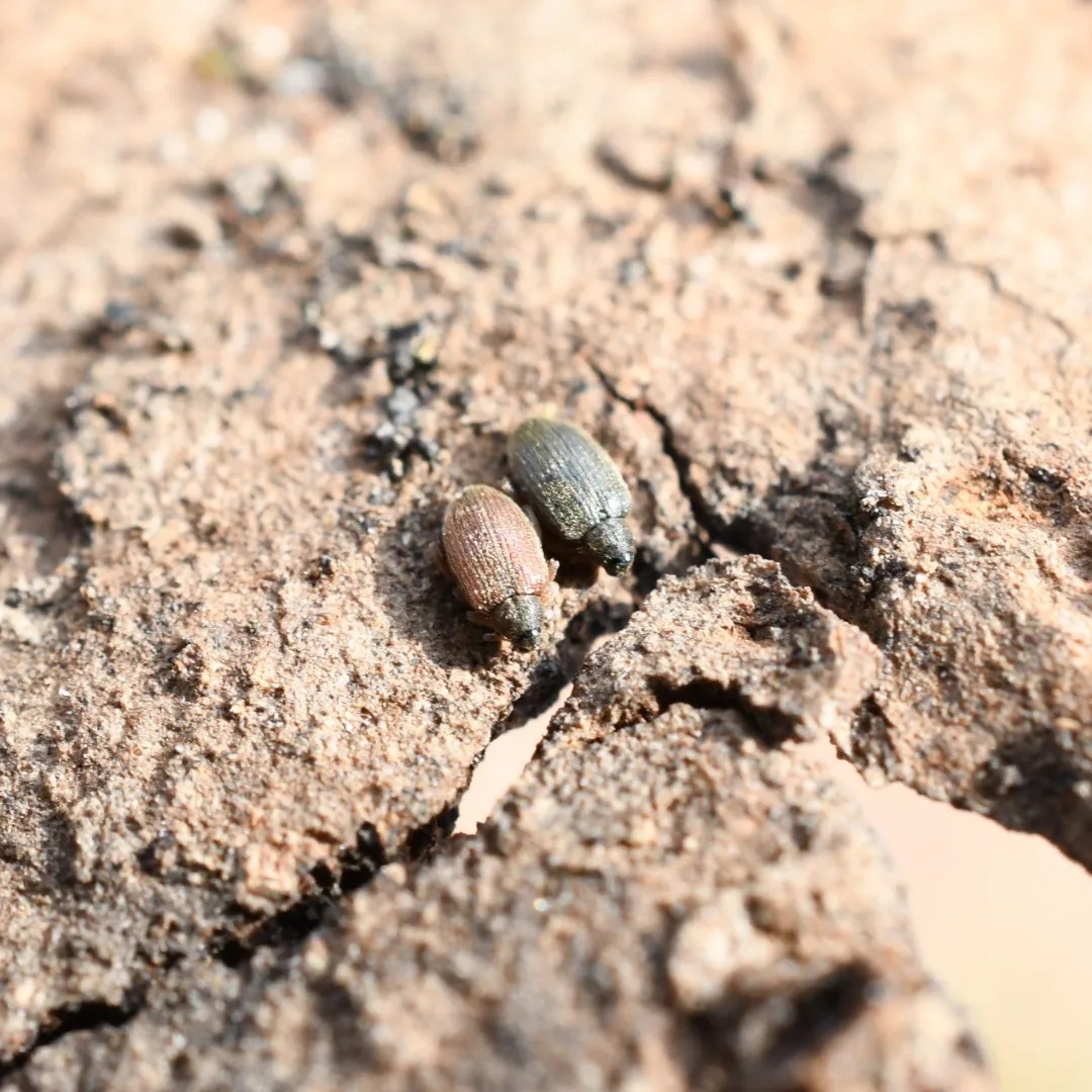 今年の春出会った大阪の生き物たち どくさんの登山の活動データ Yamap ヤマップ