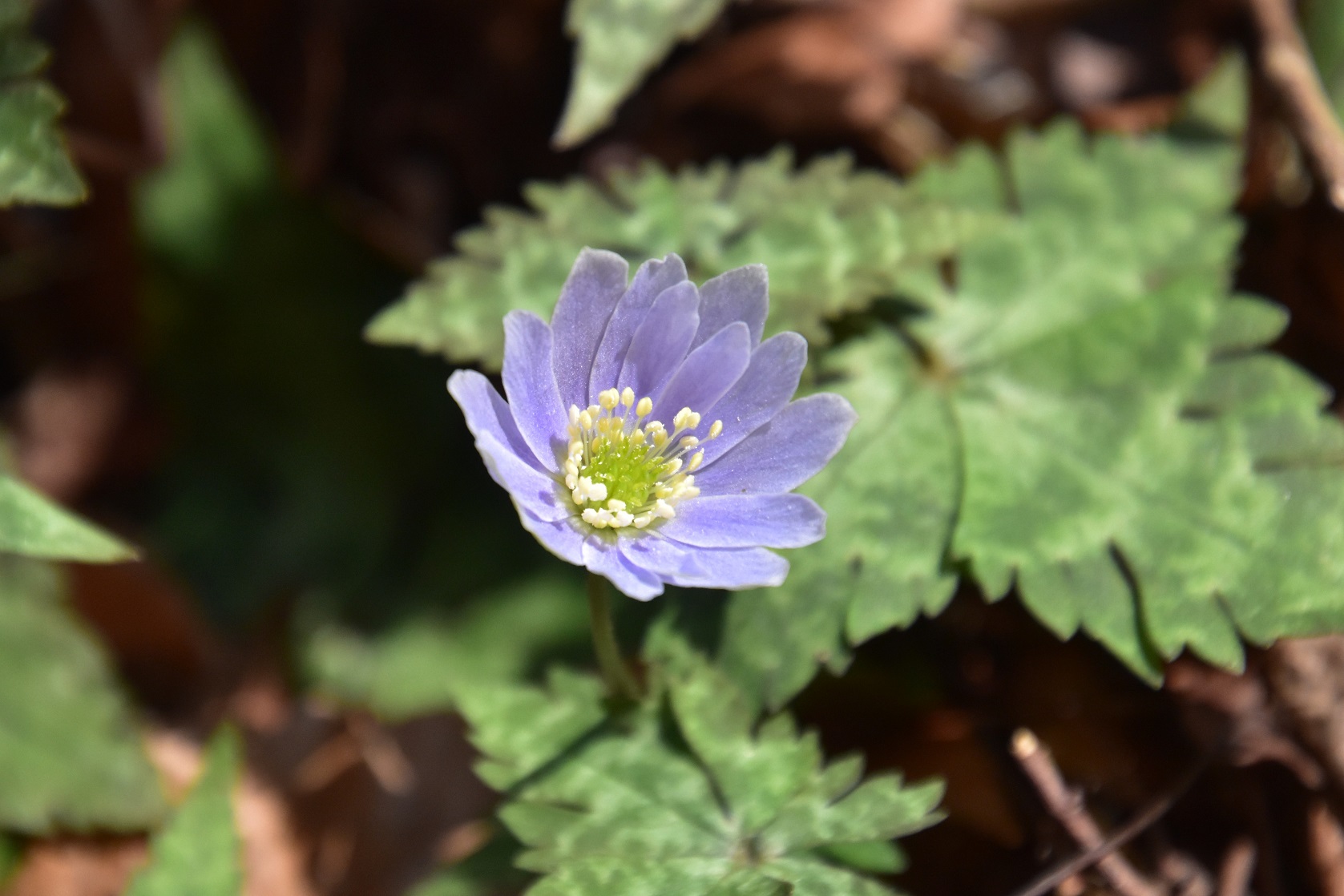 花ップ 久保谷 三頭越 で花探し 03 18 あかべいさんの竜王山 讃岐山脈 大川山の活動データ Yamap ヤマップ