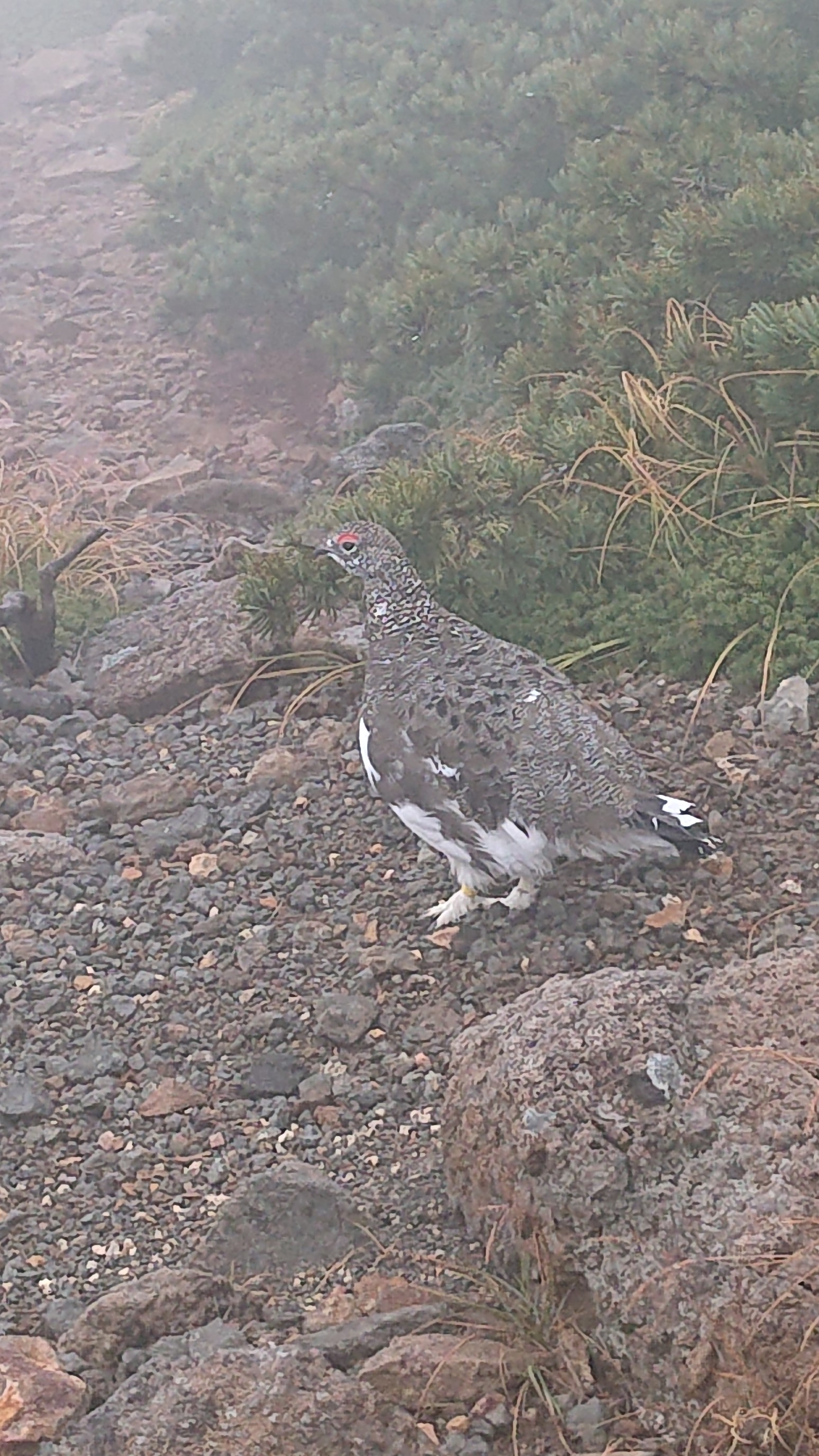 ガスガス 強風の乗鞍岳 ご褒美に雷鳥さんに遭遇したよ 2543mさんの乗鞍岳の活動データ Yamap ヤマップ