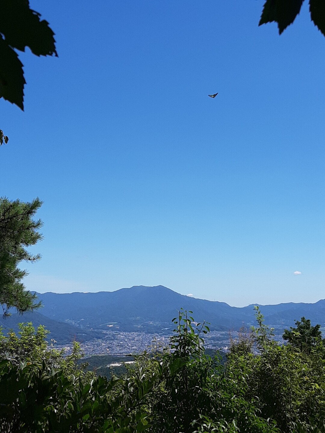 お盆休みの四連休 四連山 最後はやはり あの尾根に取り付きました 牛頸山 黒金山 観音山の写真11枚目 未確認飛行物体2 Yamap ヤマップ