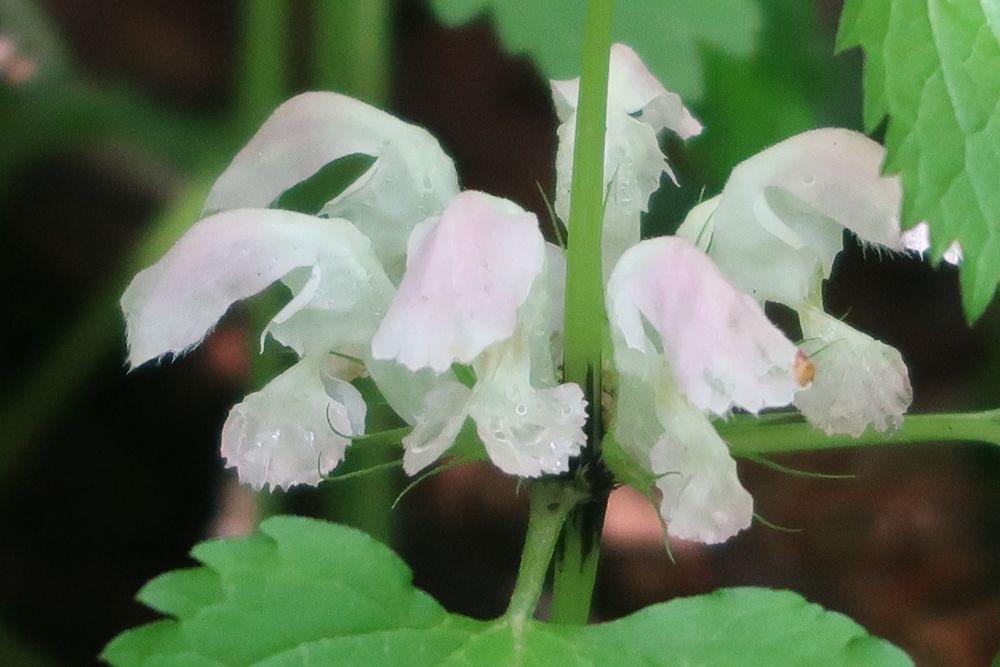 オドリコソウの観察に石巻山へ 神さんの楽山歩(らくさんぽ) / 神さんさんの坊ヶ峰・石巻山・神石山・葦毛湿原の活動データ YAMAP / ヤマップ