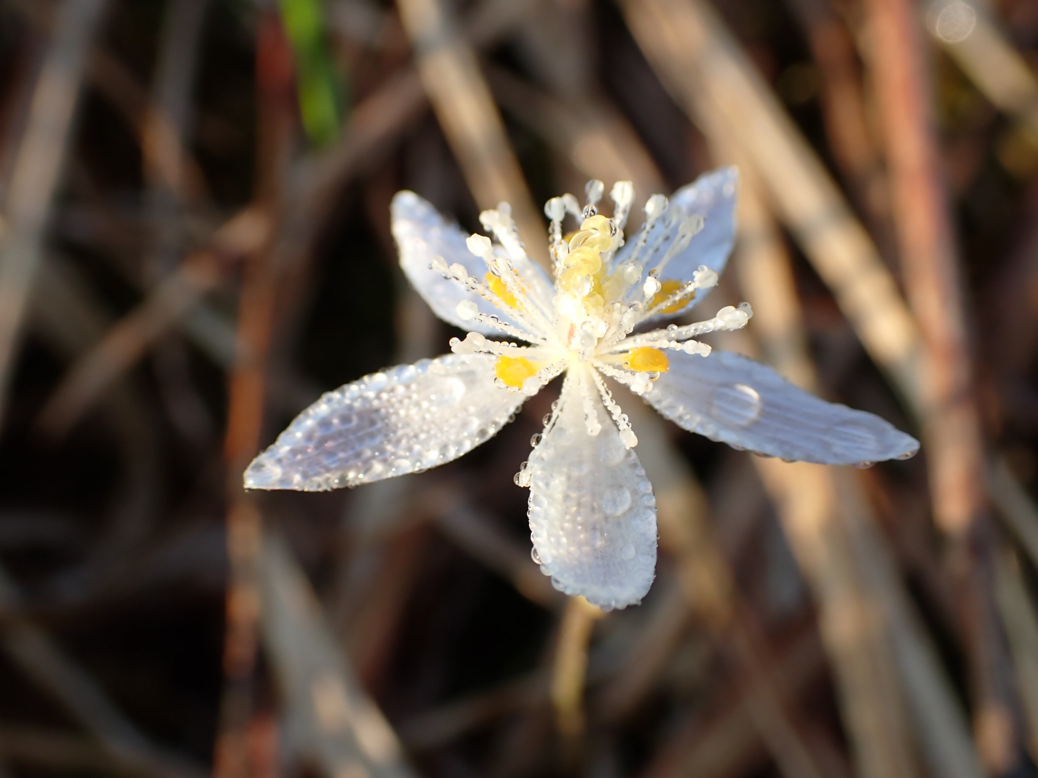 ミツバオウレン また 花の名前覚えたぜ Metal 渓山さんのモーメント Yamap ヤマップ