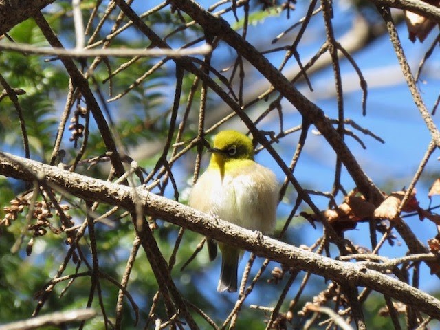 日本野鳥の会 高尾山探鳥会 02 23 わっき さんの高尾山 陣馬山 景信山の活動データ Yamap ヤマップ