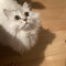 とだっち