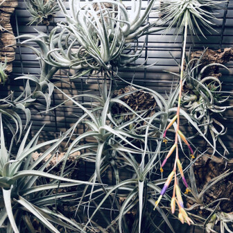 Tectorum.1969
