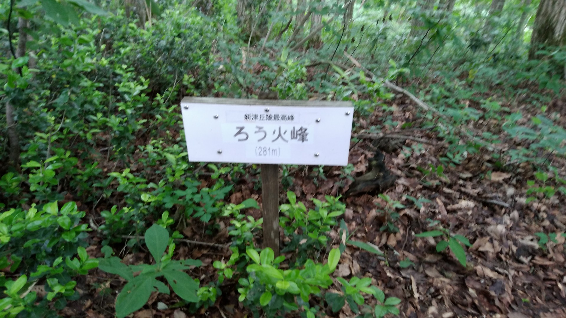 紫陽花鑑賞かーらーの 西山三山で遊んでみたww 06 ヒラさんの菩提寺山 高立山 護摩堂山の活動日記 Yamap ヤマップ