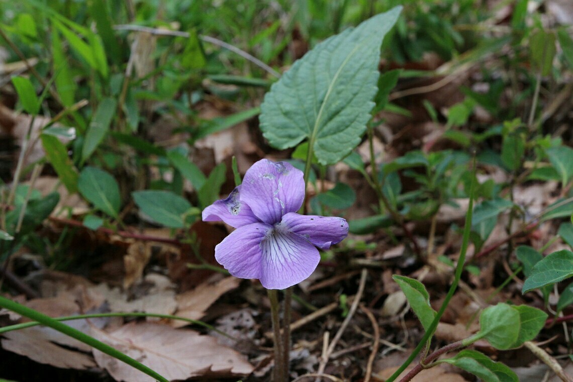 今年のすみれアルバム サエモンさんの松島の活動日記 Yamap ヤマップ