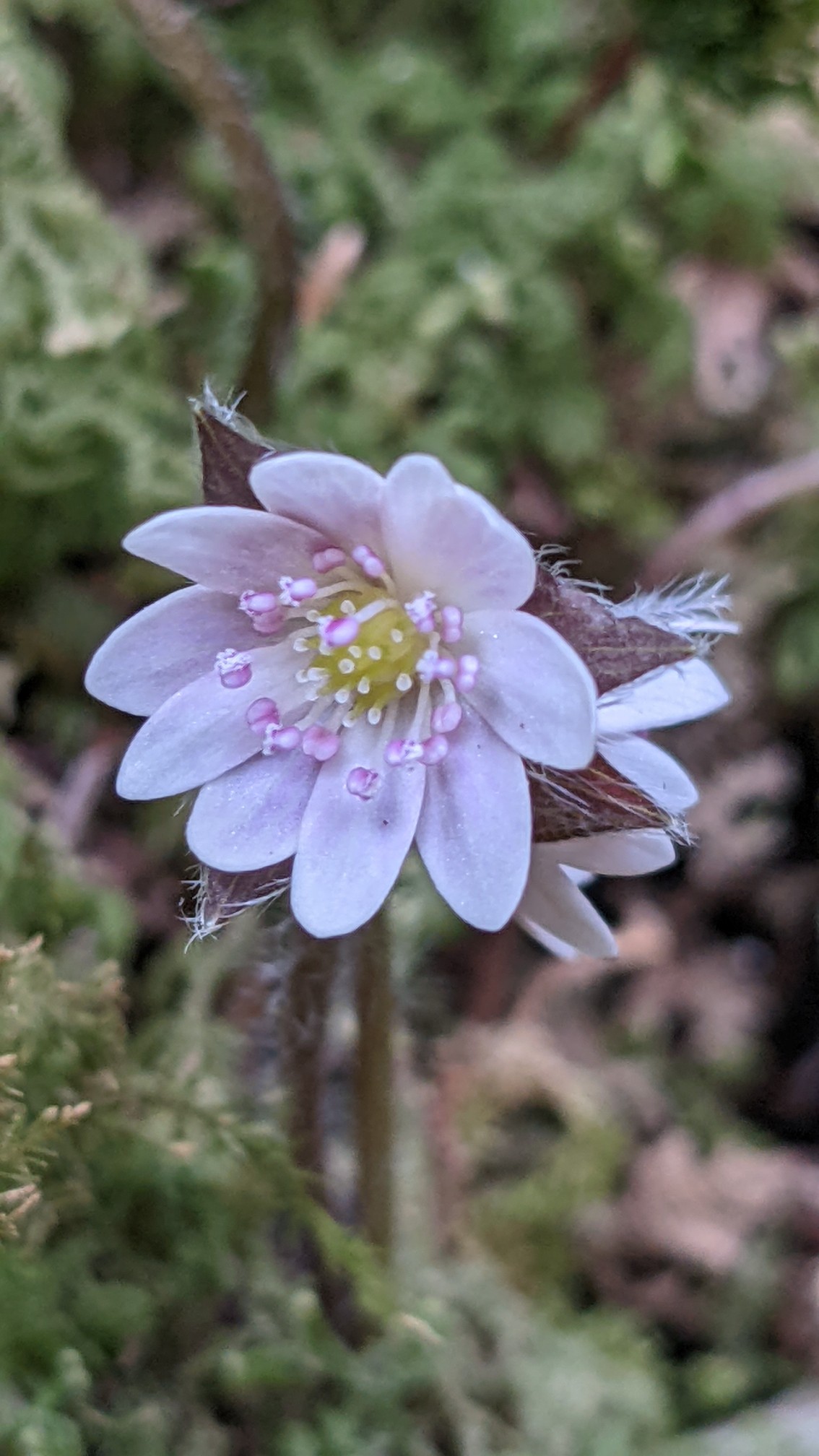 英彦山のミスミソウ セリバオウレン Ima3さんの英彦山の活動データ Yamap ヤマップ