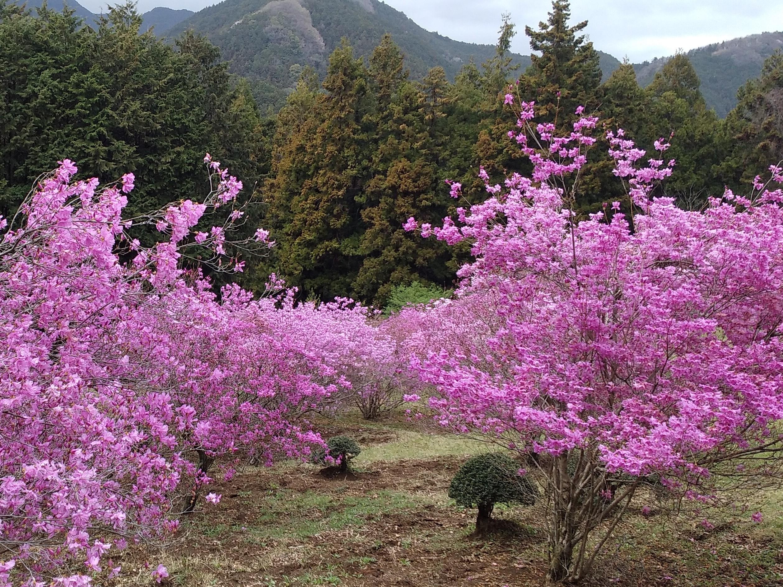埼玉県越生町 むらさき山三つ葉つつじ園の / 山chieさんの