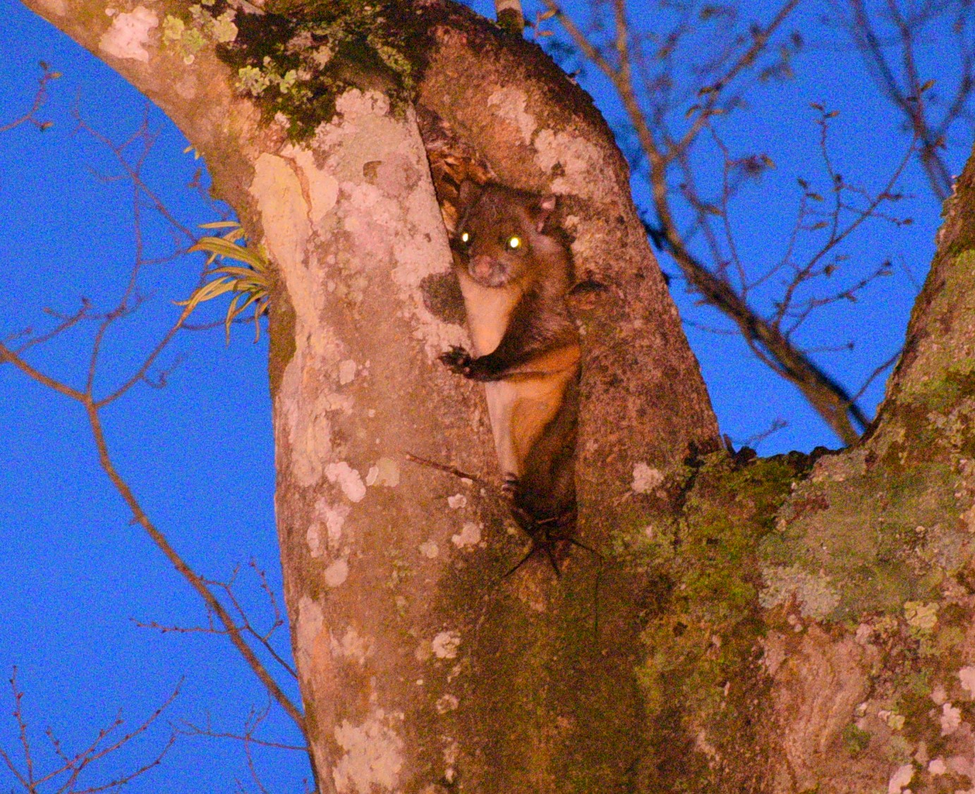 佐伯城山ムササビウォッチング 弥生道の駅で鳥撮り ゴマさんの龍王山 佐伯市 の活動日記 Yamap ヤマップ