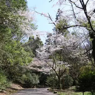 桜道を下山