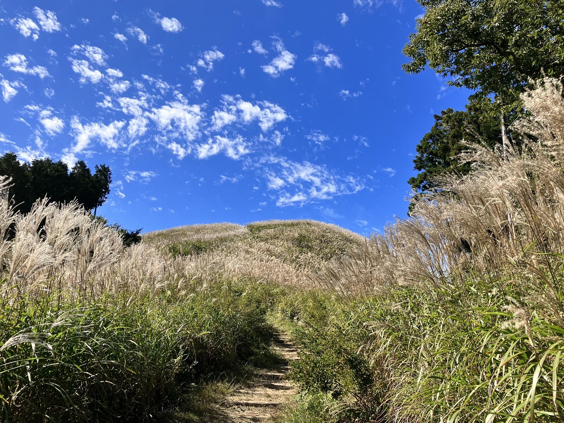 ススキ狩り 岩湧山22 まほろばさんの槇尾山 槙尾山 和泉葛城山 神於山の活動データ Yamap ヤマップ