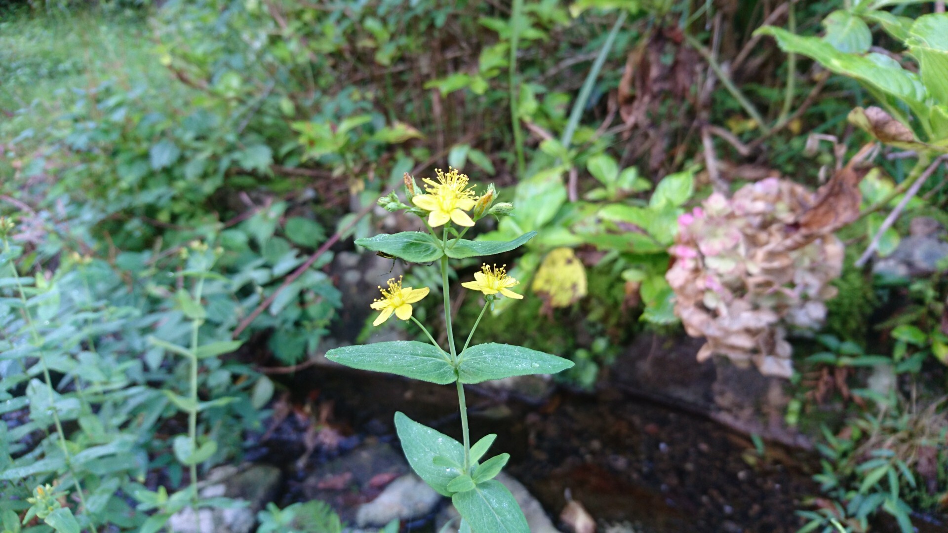 舟伏山 山県市1 040m 舟伏山の写真9枚目 オトギリソウ 弟切草 平安時代の伝説で Yamap ヤマップ