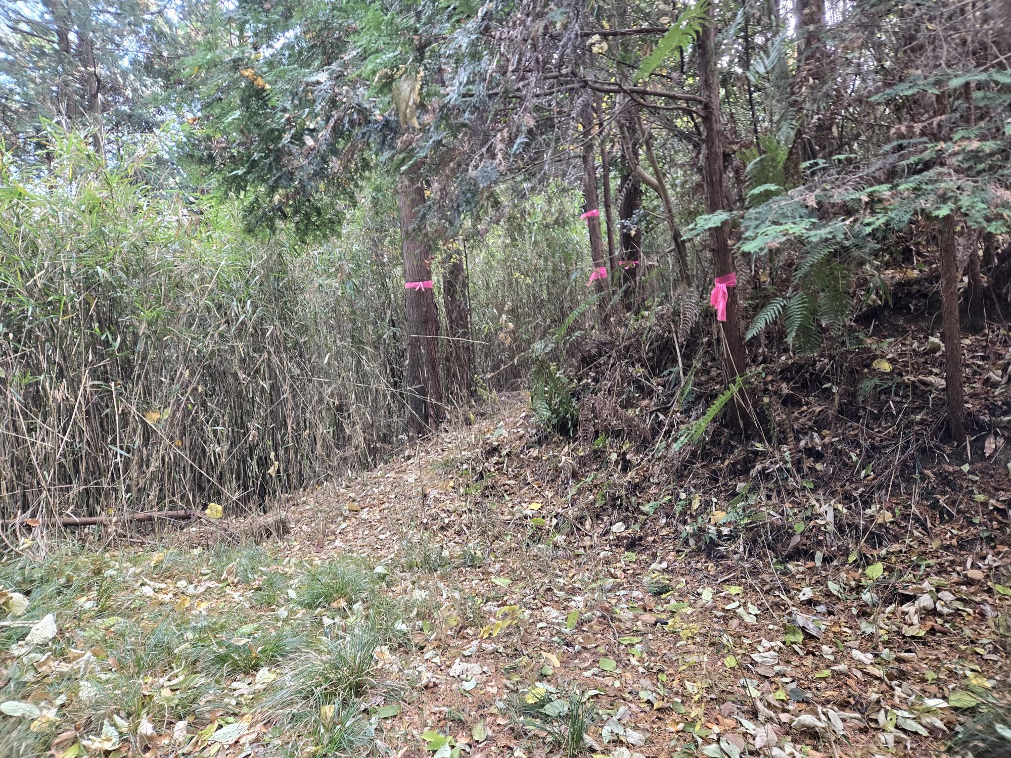 三輪山・巻向山・龍王山 ピンク紐が有るから分かるけど無ければ多分素通りしてしまう⁉️。