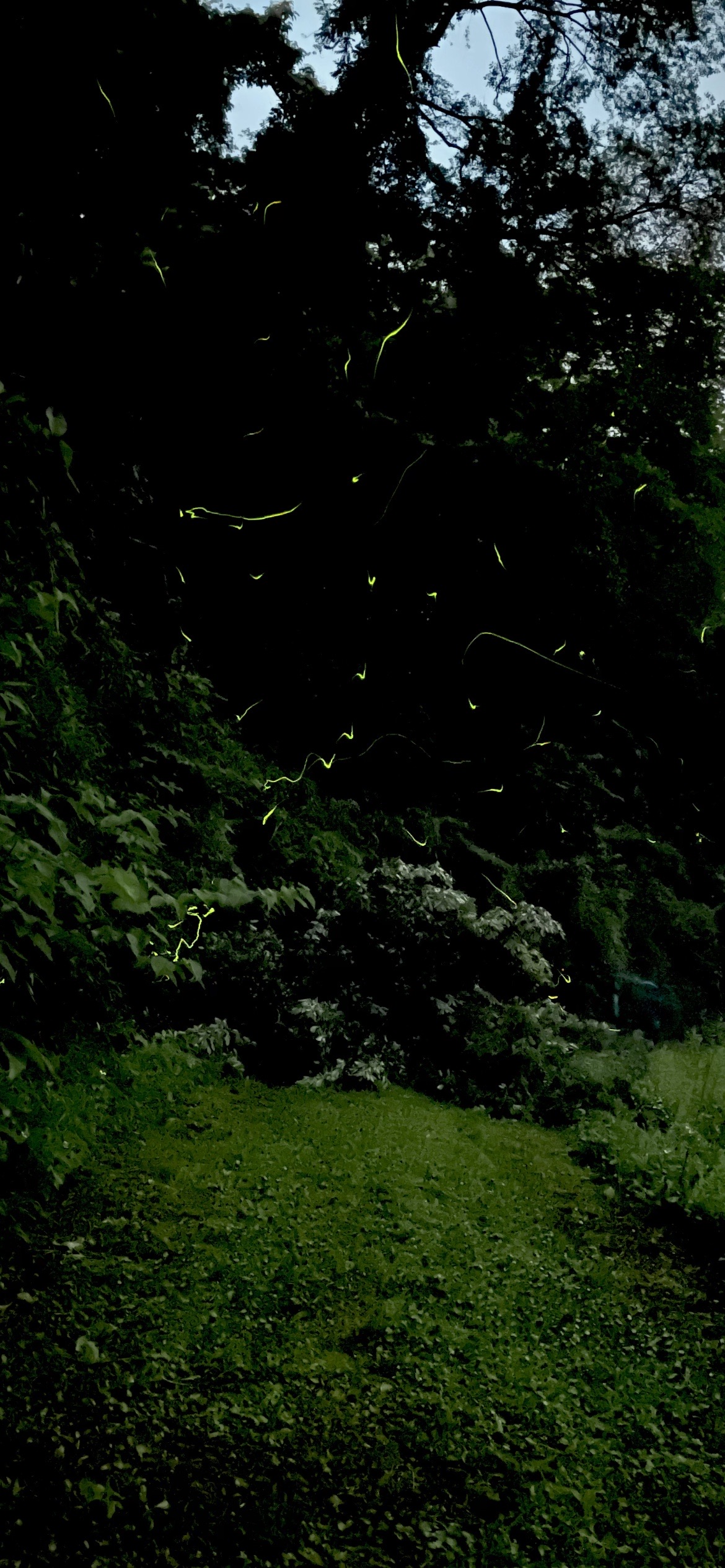 iPhone12pro🧚u200d♀️🧚u200d♂️ ナイトモードでホタル撮影😳 / なべさんの 