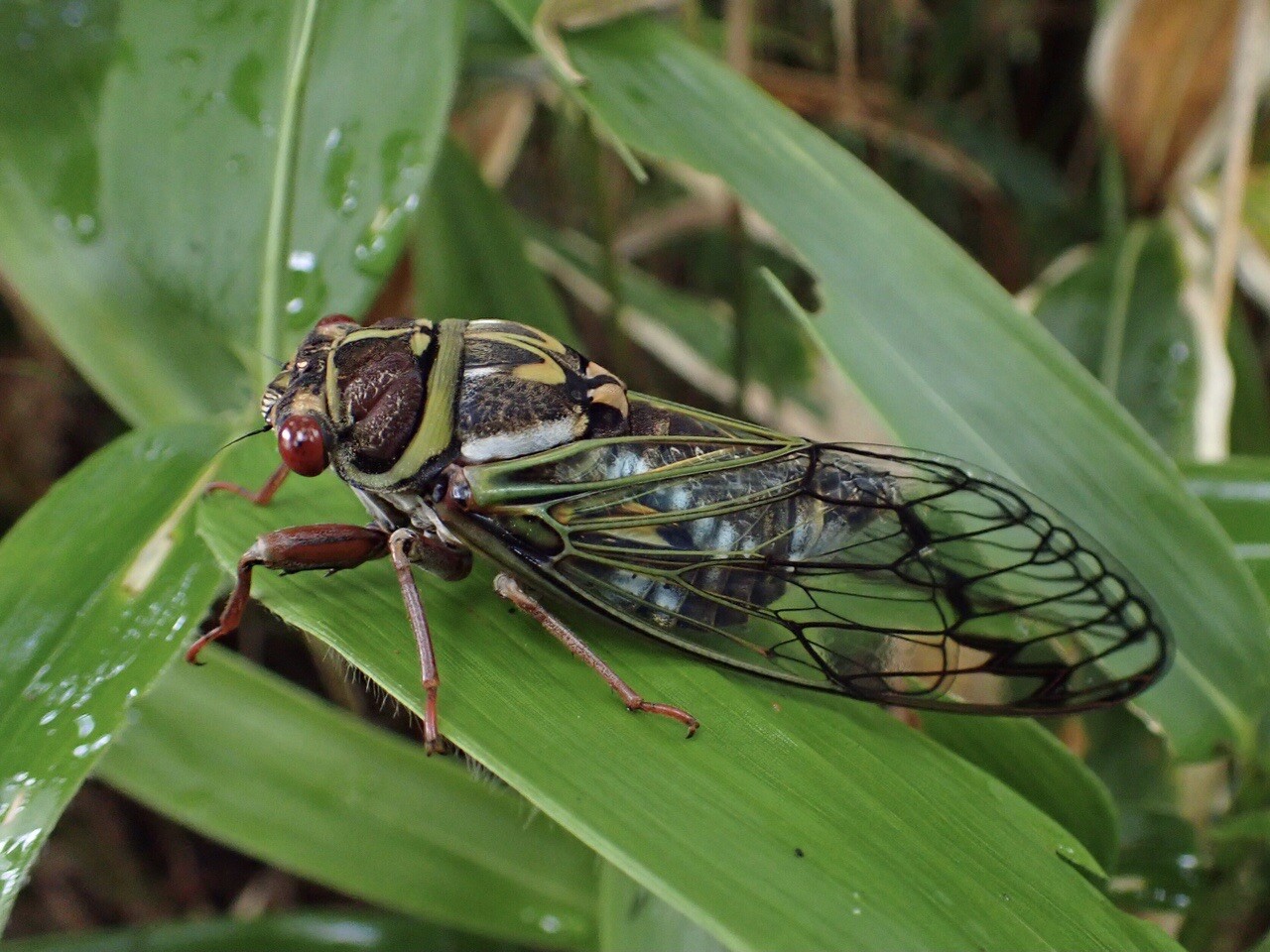 閲覧注意 蝉です 世の中には蝉が苦 カヲルさんのモーメント Yamap ヤマップ