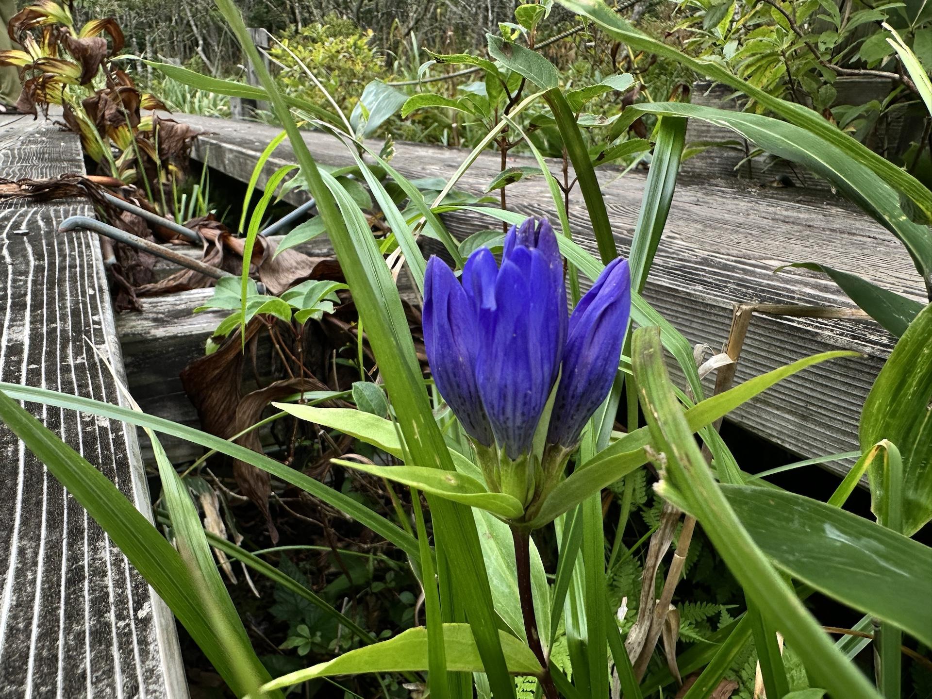 Mt.茶臼　3 三越伊勢丹 | Church's/チャーチ_women通販 | Burwood 3 W【送料