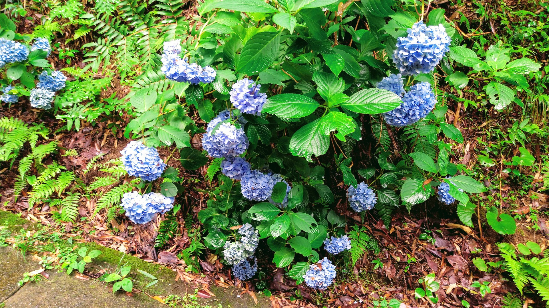子分冒険記 常隆寺山 さとぽんさんの淡路島の活動日記 Yamap ヤマップ
