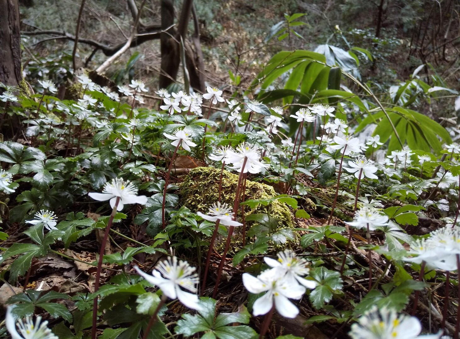 一月 曇天の山門水源の森 , 令和2年5月30日東ヶ谷山（山門水源の森） – REOC