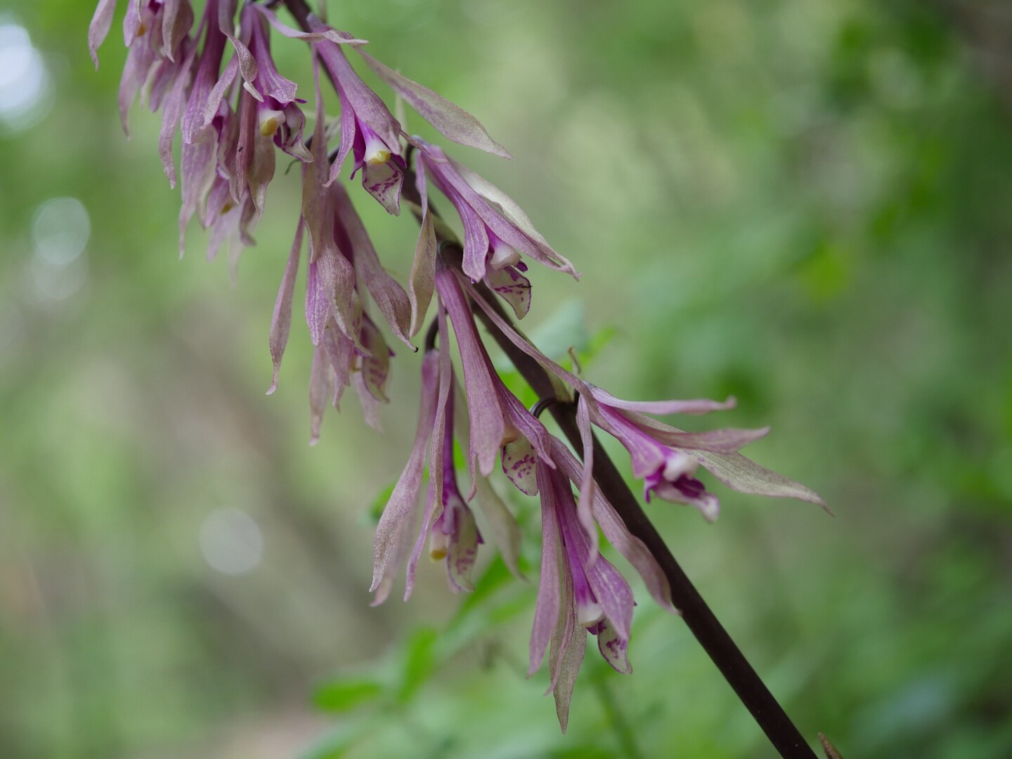 山中 新村 田中 けんぴさんの脊振山 金山の活動日記 Yamap ヤマップ