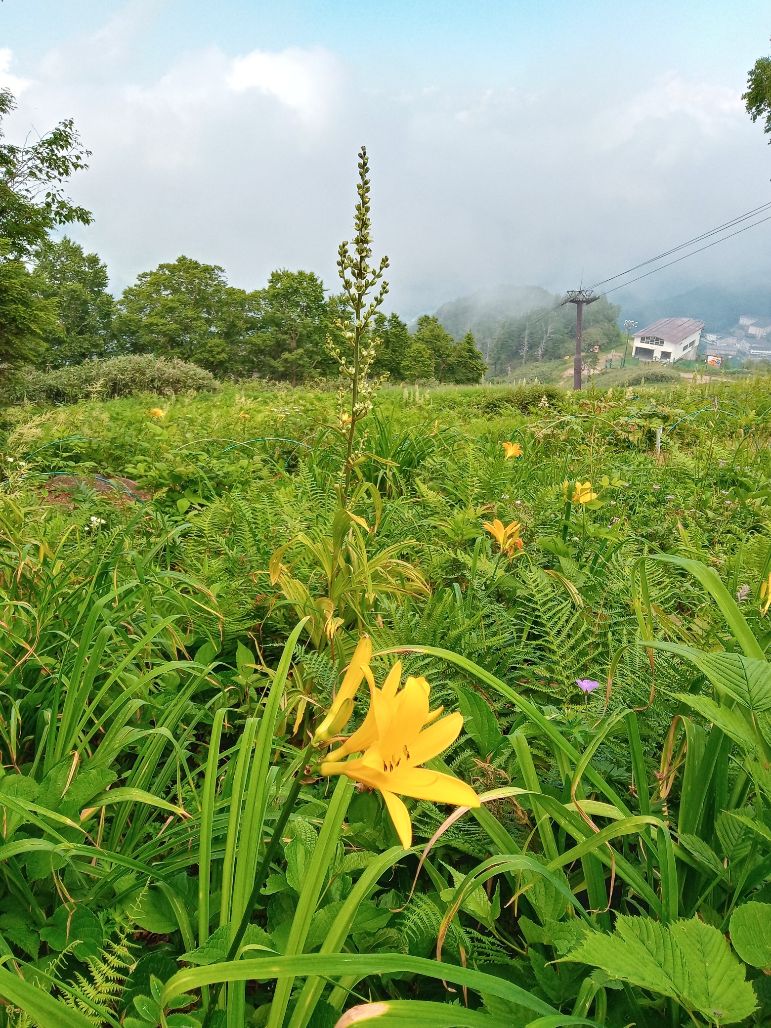 東館山高山植物園 21 07 Mimi331さんのウォーキングの活動データ Yamap ヤマップ
