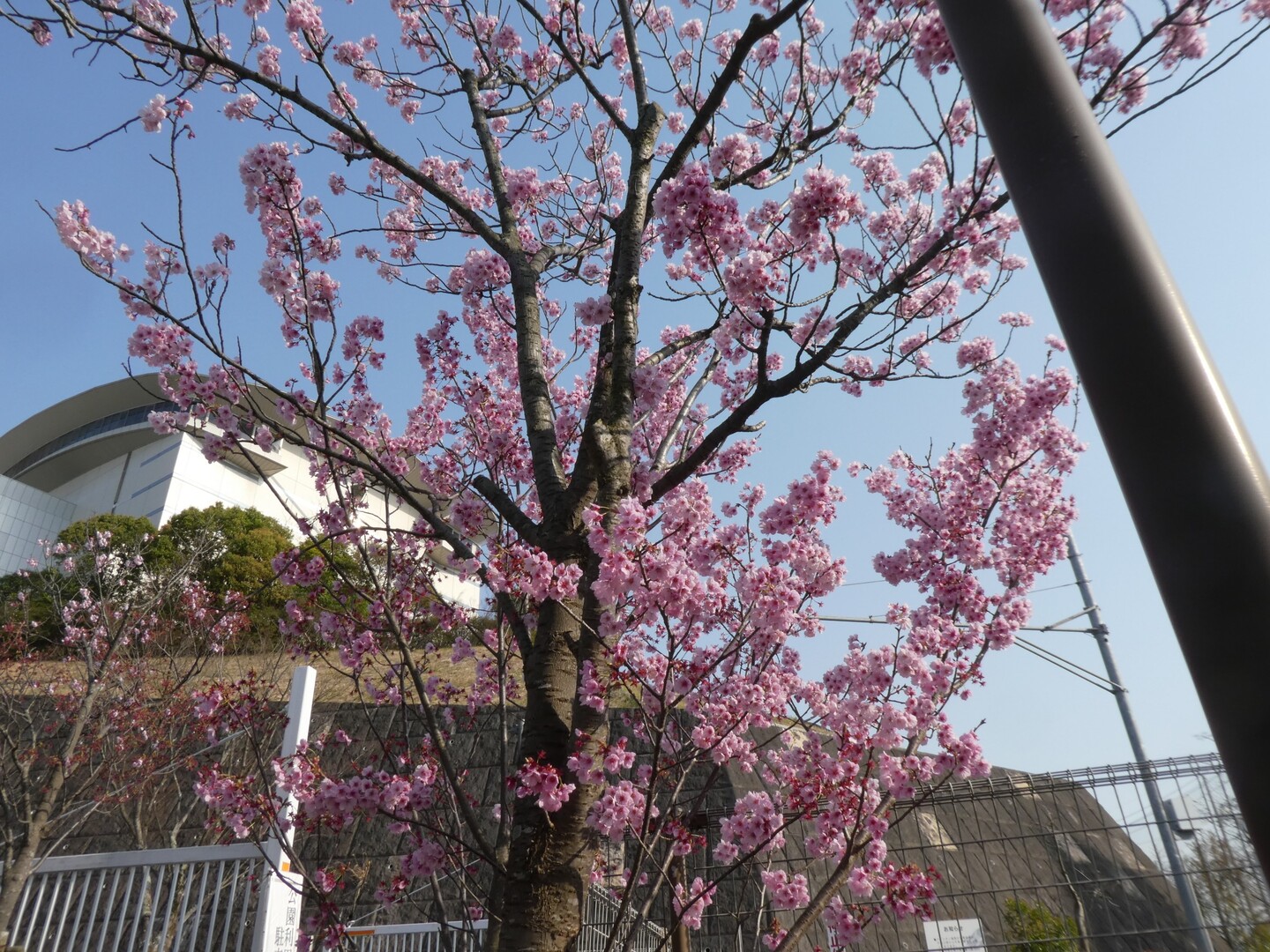 陽光桜 Toshiyaさんの 公式 福岡市 防災情報含む の活動日記 Yamap ヤマップ