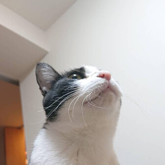 しずく