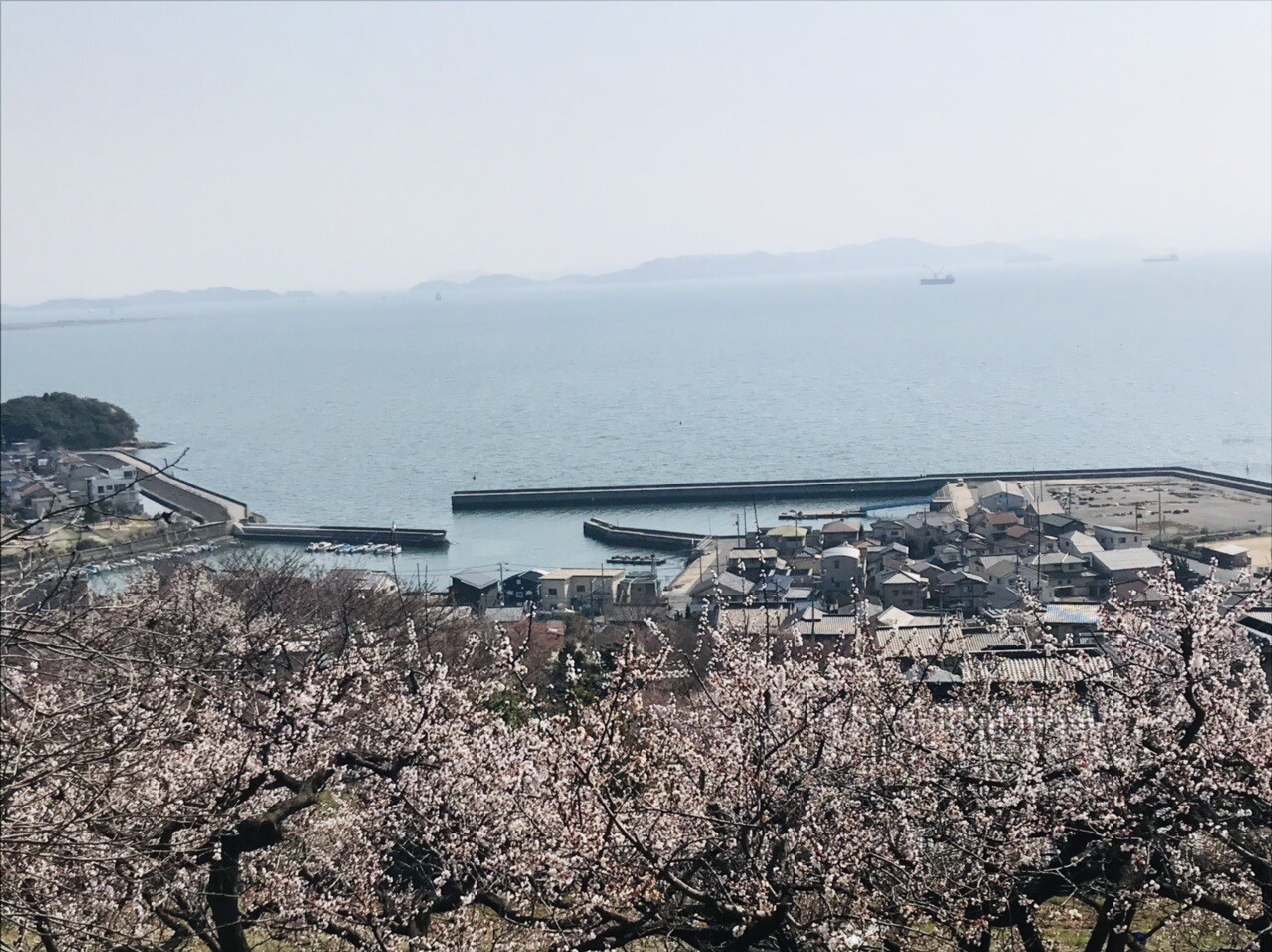 福山市田尻町 杏 の花畑巡り 彦山 広島県福山市 臼木山の写真6枚目 海と杏の花 Yamap ヤマップ