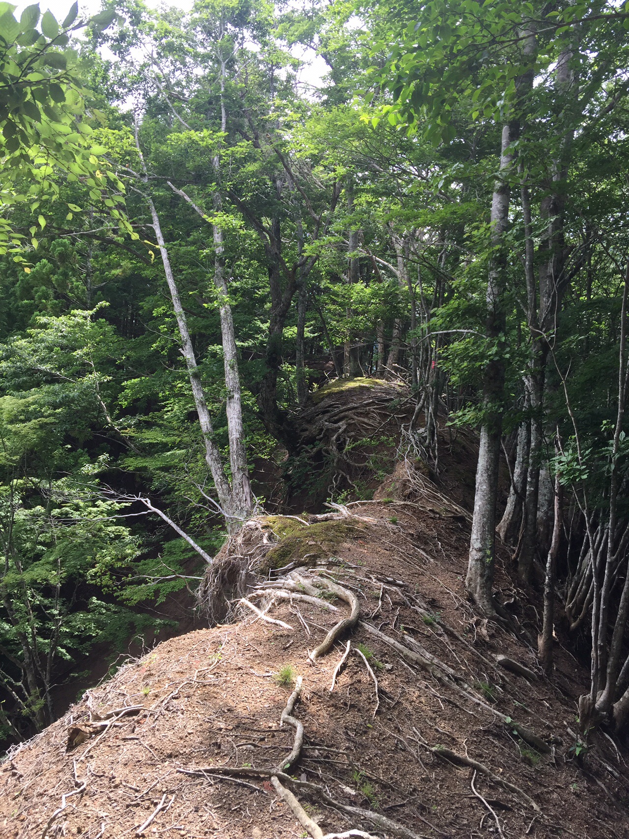 国盗山 遠木山 青崩嶺 天塚 ハチモリ山 トサワ山 つきたちさんの熊伏山 観音山の活動データ Yamap ヤマップ