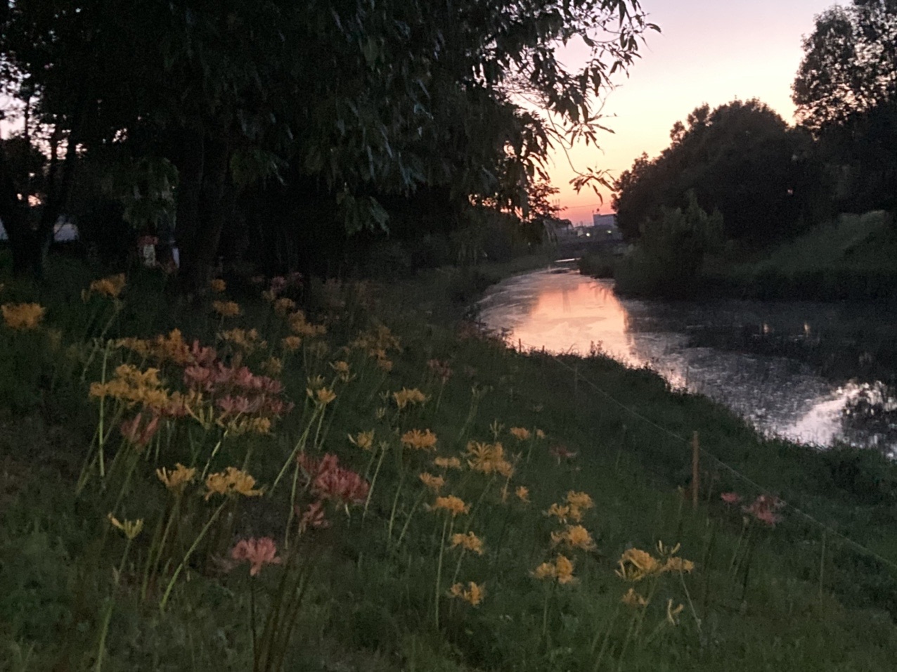困った時の茶臼山 夕活トレーニング 高浜市稗田川の彼岸花の進捗状況 さちごんさんの茶臼山 万灯山の活動データ Yamap ヤマップ