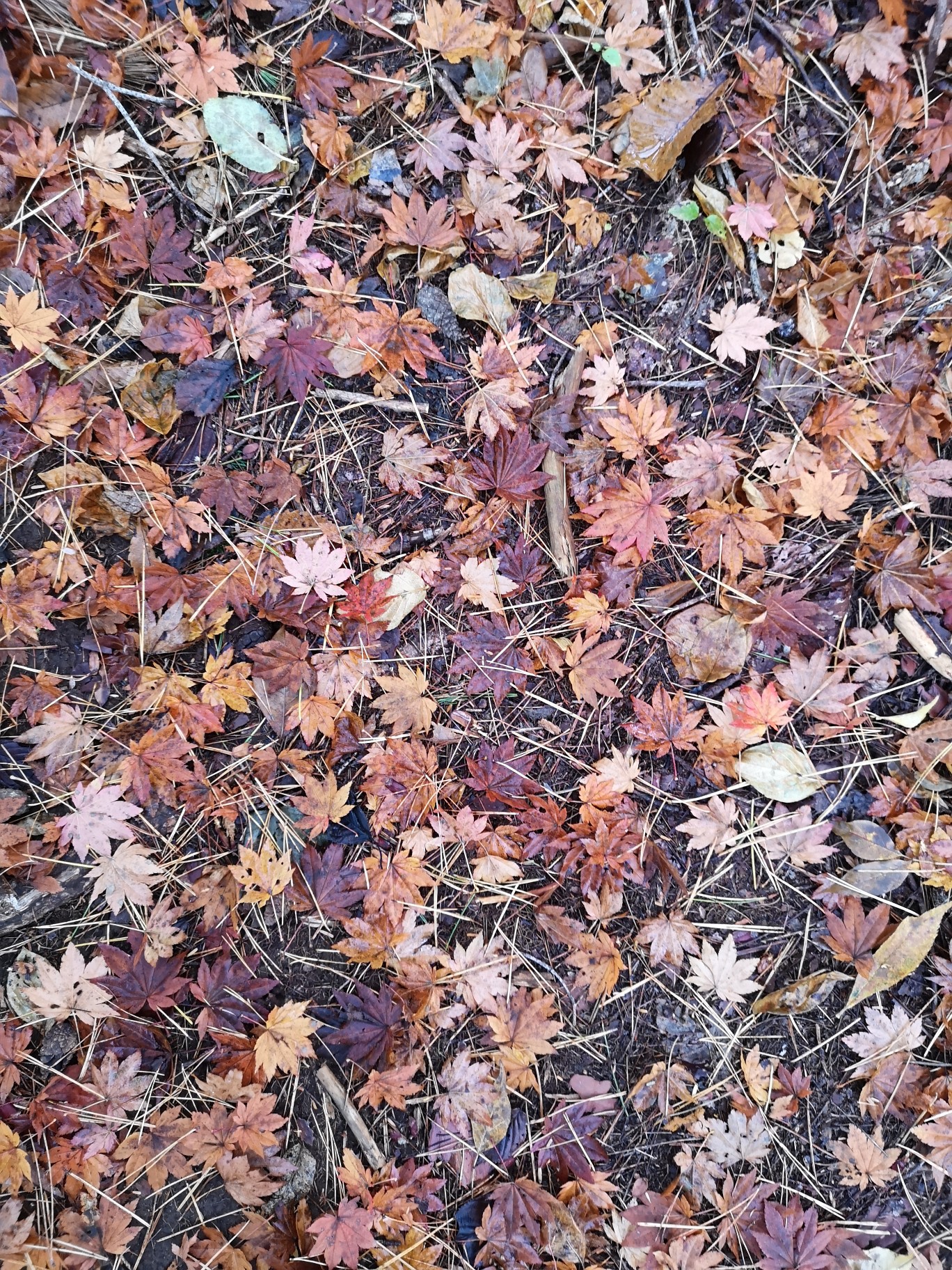 三頭山オマキ平コース 19 11 14 Pinonさんの三頭山 東京都 槇寄山 土俵岳の活動データ Yamap ヤマップ