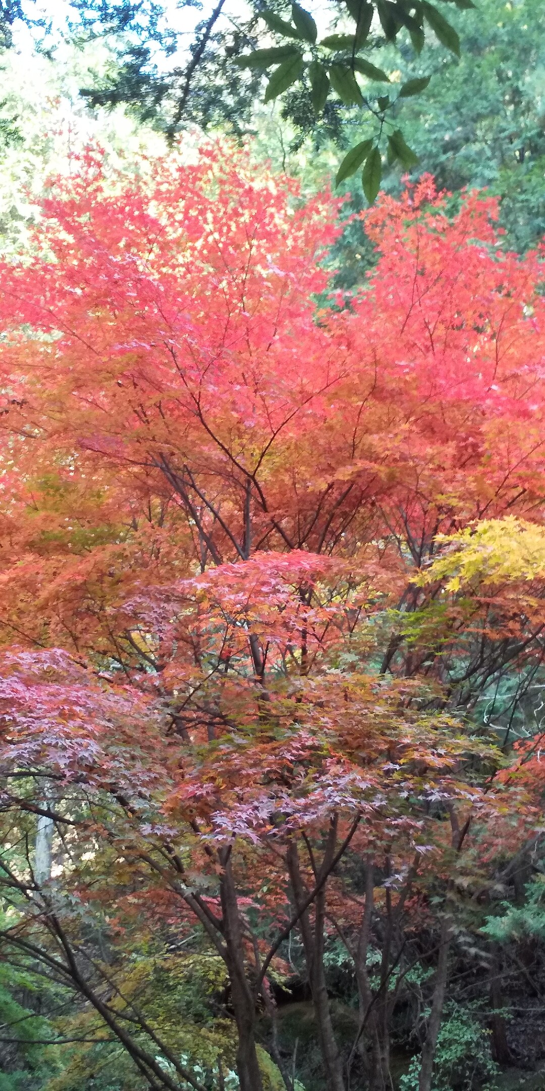 寂地峡五竜の滝 紅葉が美しい ミッチーさんのモーメント Yamap ヤマップ