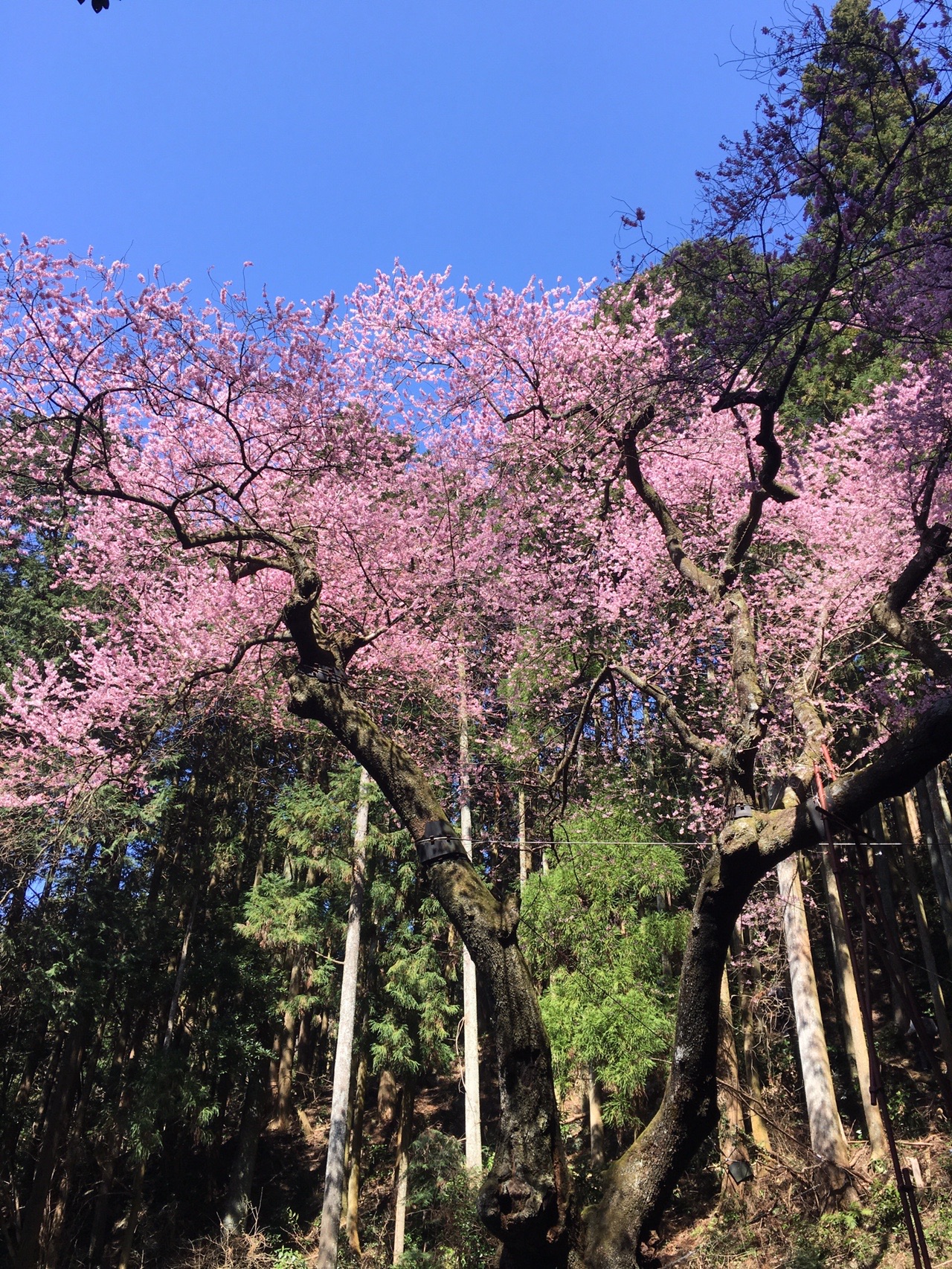 はま3さんとねこちゃんと 虎尾桜 鷹取山 福智山物語 コックンさんの福智山 尺岳 雲取山の活動日記 Yamap ヤマップ
