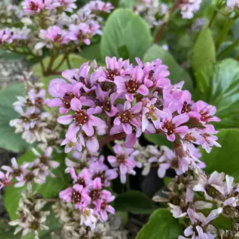 お地蔵さんのところのヒマラヤユキノシタがたくさん咲いてました🌸
ズミの花、もう咲いたかな？
お疲れさまでした🎶