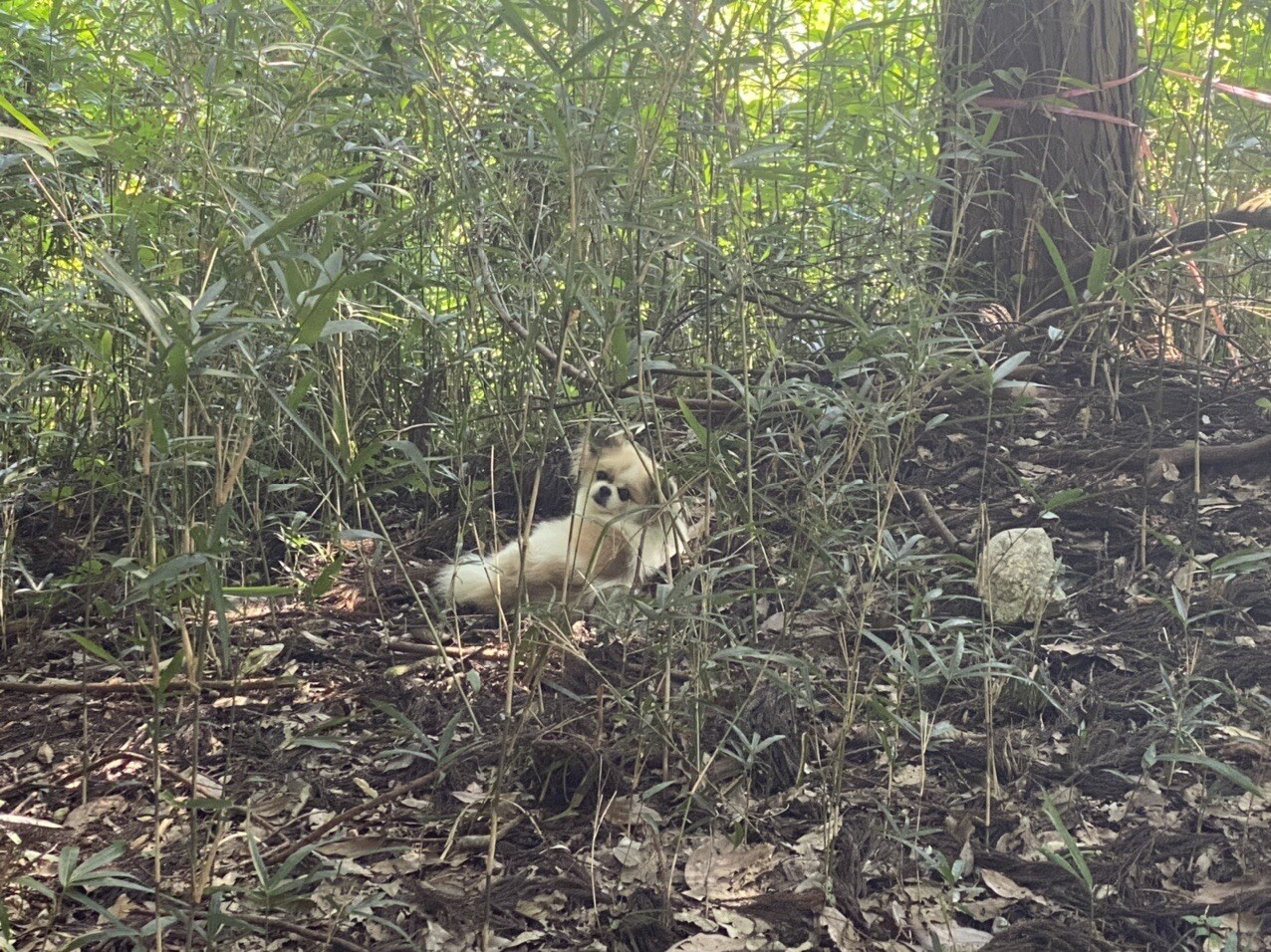 夏の伊吹山と迷子犬保護 ヤス さんの伊吹山 伊吹高原 御座峰の活動データ Yamap ヤマップ
