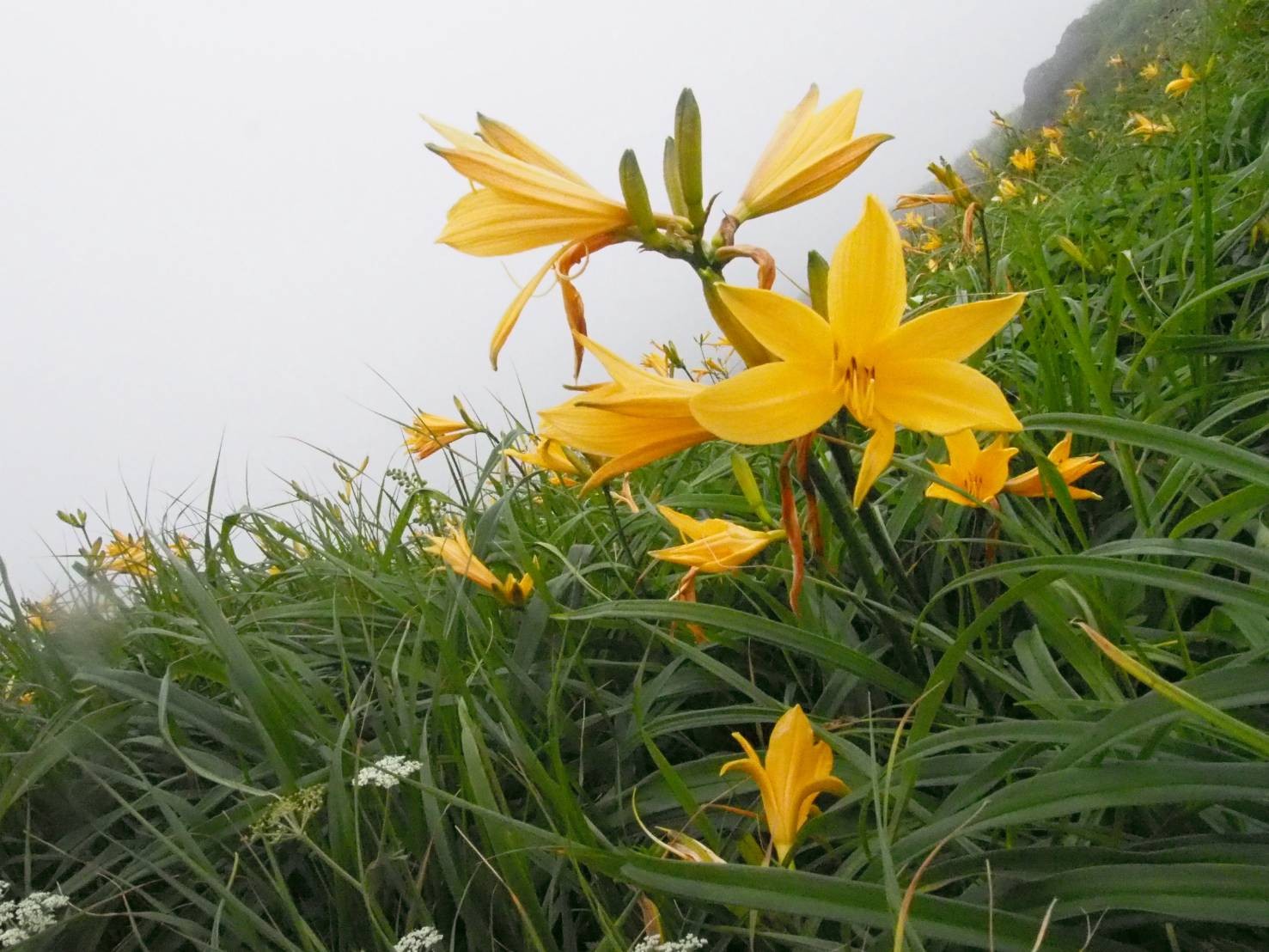 ニッコウキスゲの花畑 秋田駒ヶ岳へ のりっぺさんの秋田駒ヶ岳 男女岳 貝吹岳の活動データ Yamap ヤマップ