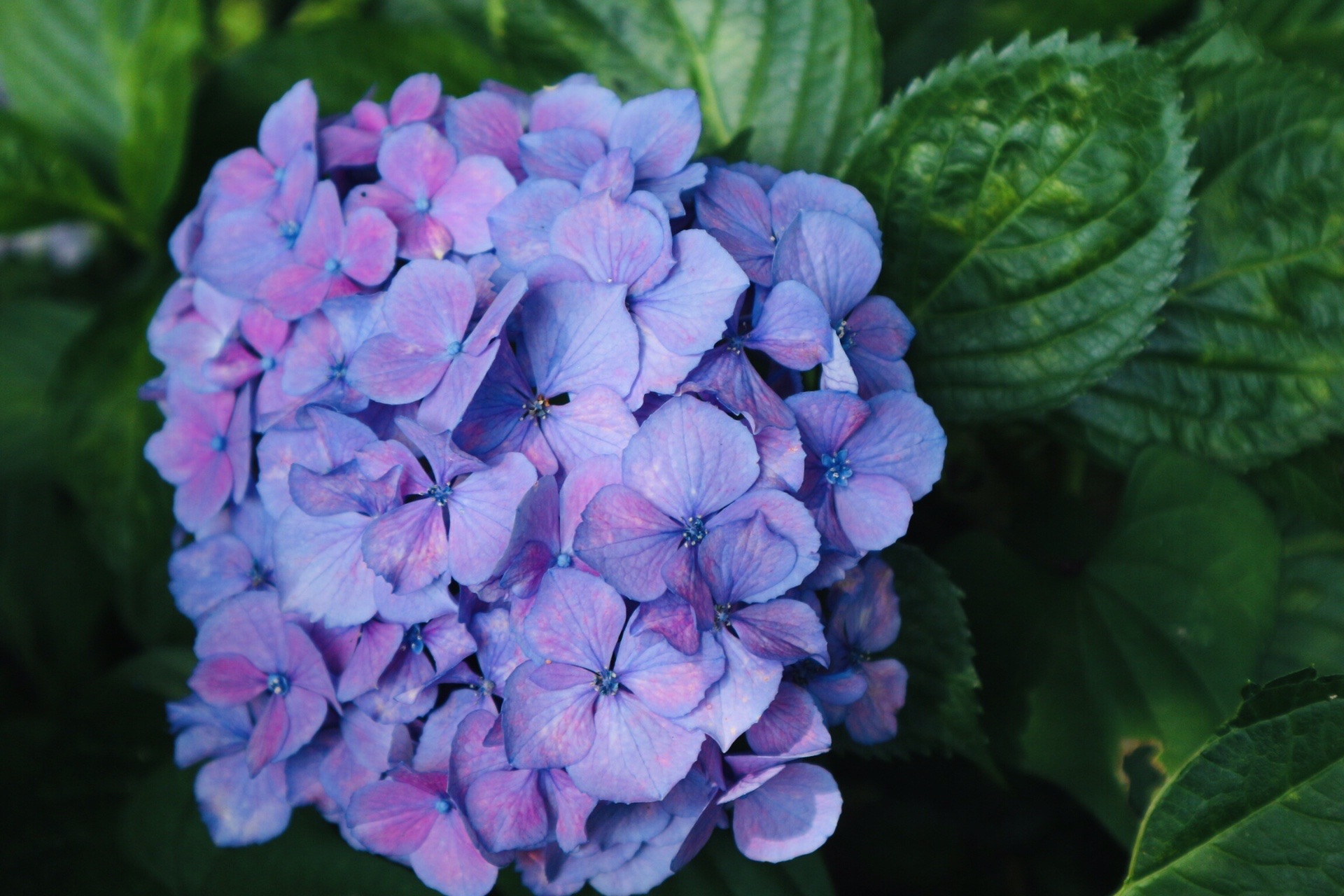 紫陽花の名所 粟井神社 山あじさいの遊歩道をゆく Nutsさんの四国遍路その19の活動データ Yamap ヤマップ