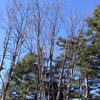 あおぞら

ここでしばしお昼休憩。

その間、東側から次々と登山者が現れ、写真を撮ってはそそくさと引き上げて行きます。丸川峠からのルートはほんの数人しか会わなかったのに…😅

さて、私も東側の稜線に向かいま〜す。

少し進んで樹林帯を抜けて
明るくなると…
