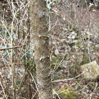 六甲山・長峰山・摩耶山 何気なく掴んだら棘がいっぱい刺さった
何してくれんねん！