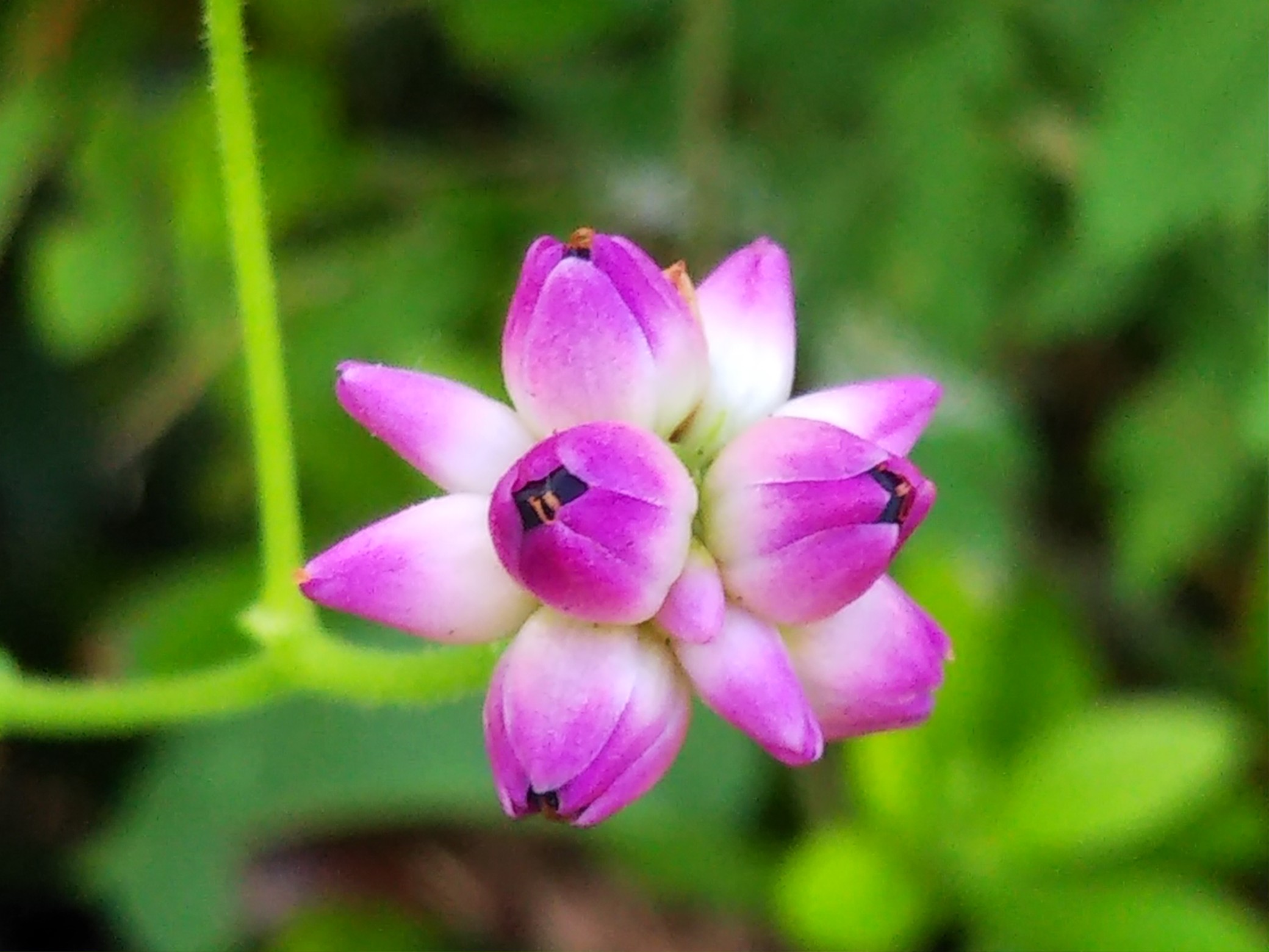 ウォーキングという名の花探し ひろちゃんさんのウォーキングの活動データ Yamap ヤマップ