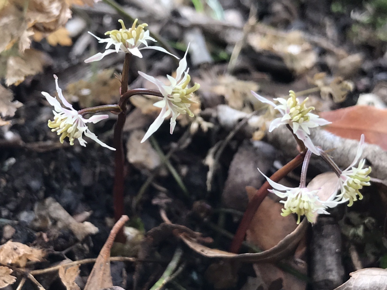 孫太で 春を愛でたり 山野草１ 三重県いなべ市 21 02 16 草川 哲也 てっぽしから本名へ さんの藤原岳 御池岳の活動データ Yamap ヤマップ