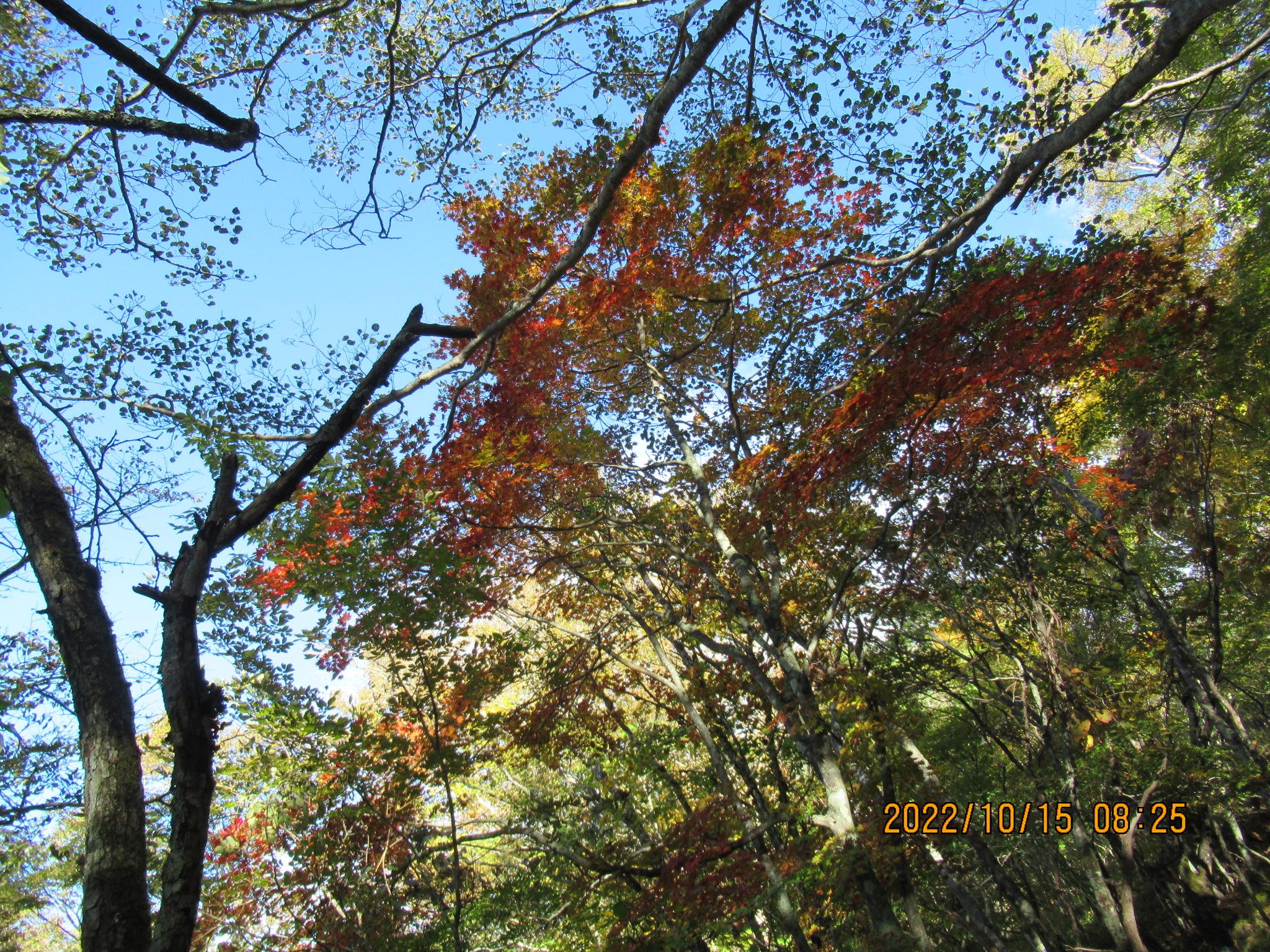 美ヶ原 錦秋 Yamayamaya さんの美ヶ原の活動データ Yamap ヤマップ