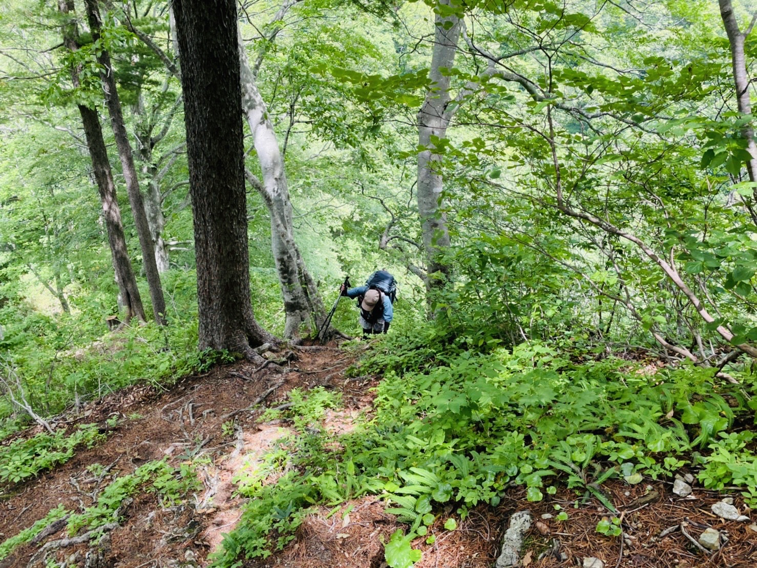 噂には聞いていたがキッツイ。