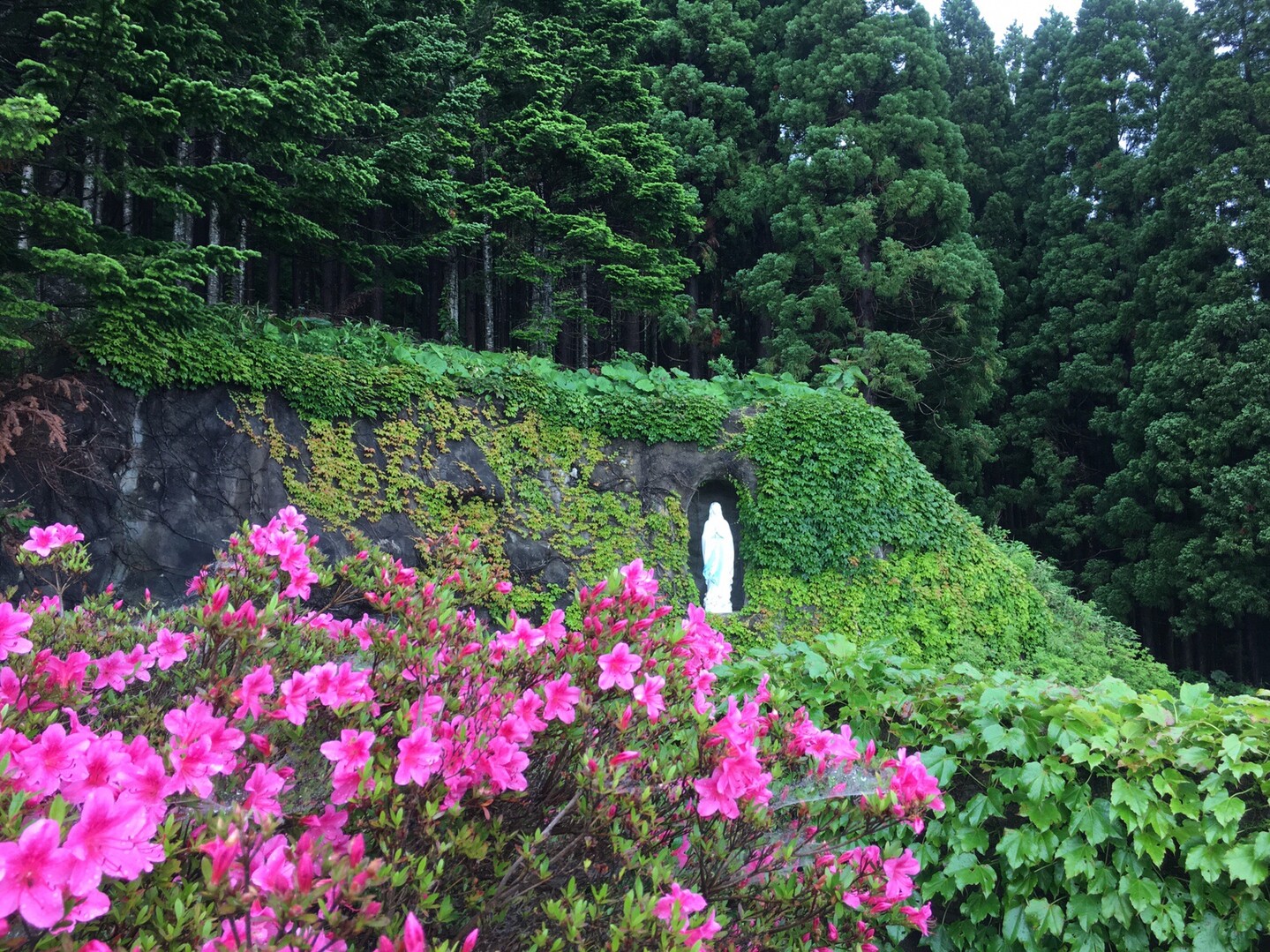 当別丸山 19 06 23 ツルさんの当別丸山の活動日記 Yamap ヤマップ