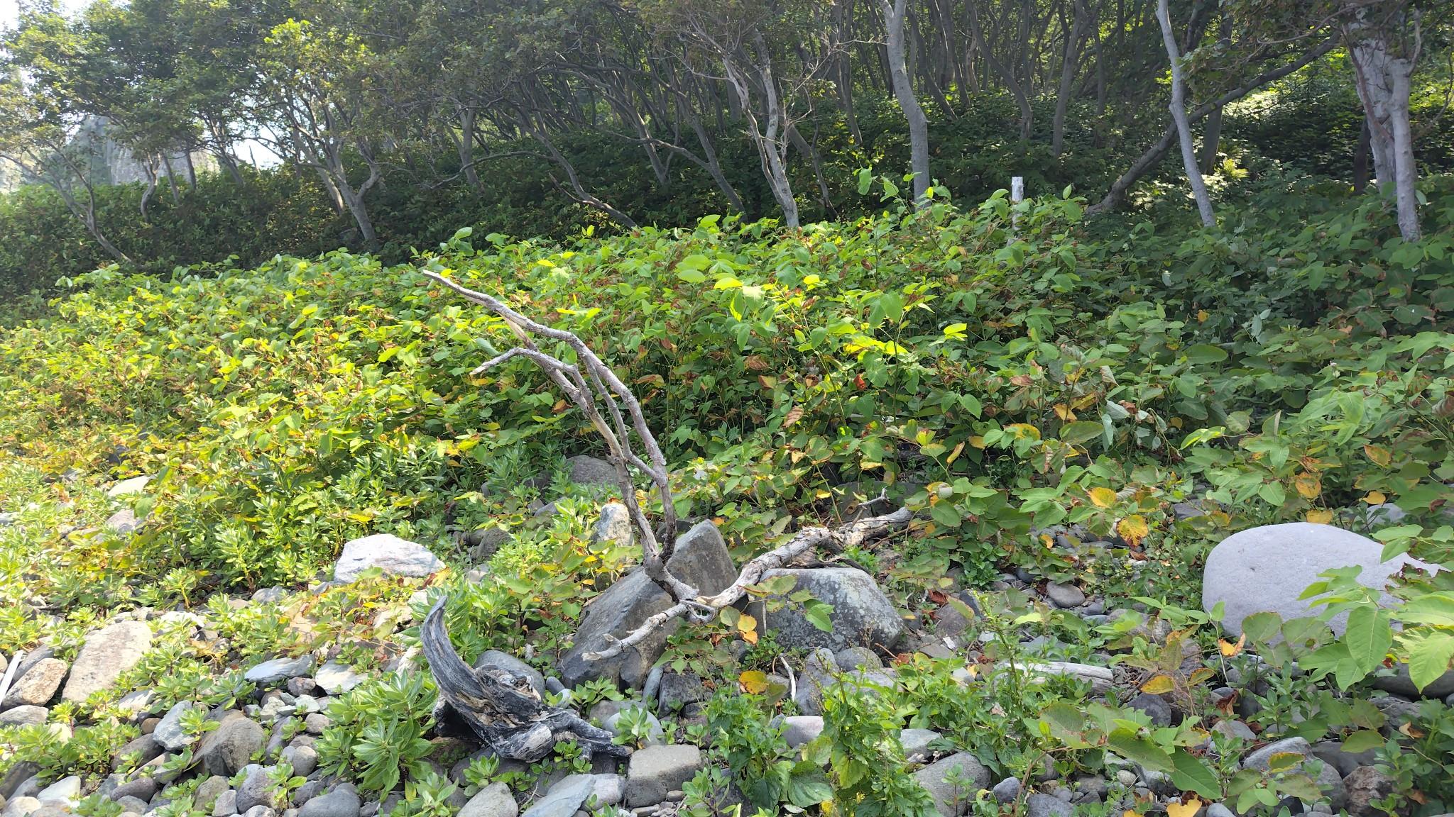 この大きな枯れ枝から斜面の残置ロープに沿って登った先から、丸太の一本橋でウナキベツ川を越えられのだが、私は残置ロープより先に進むルートを見つけられず。結局斜面も下り戻って渡渉することに（なんとかドボンせずにクリアできた）。