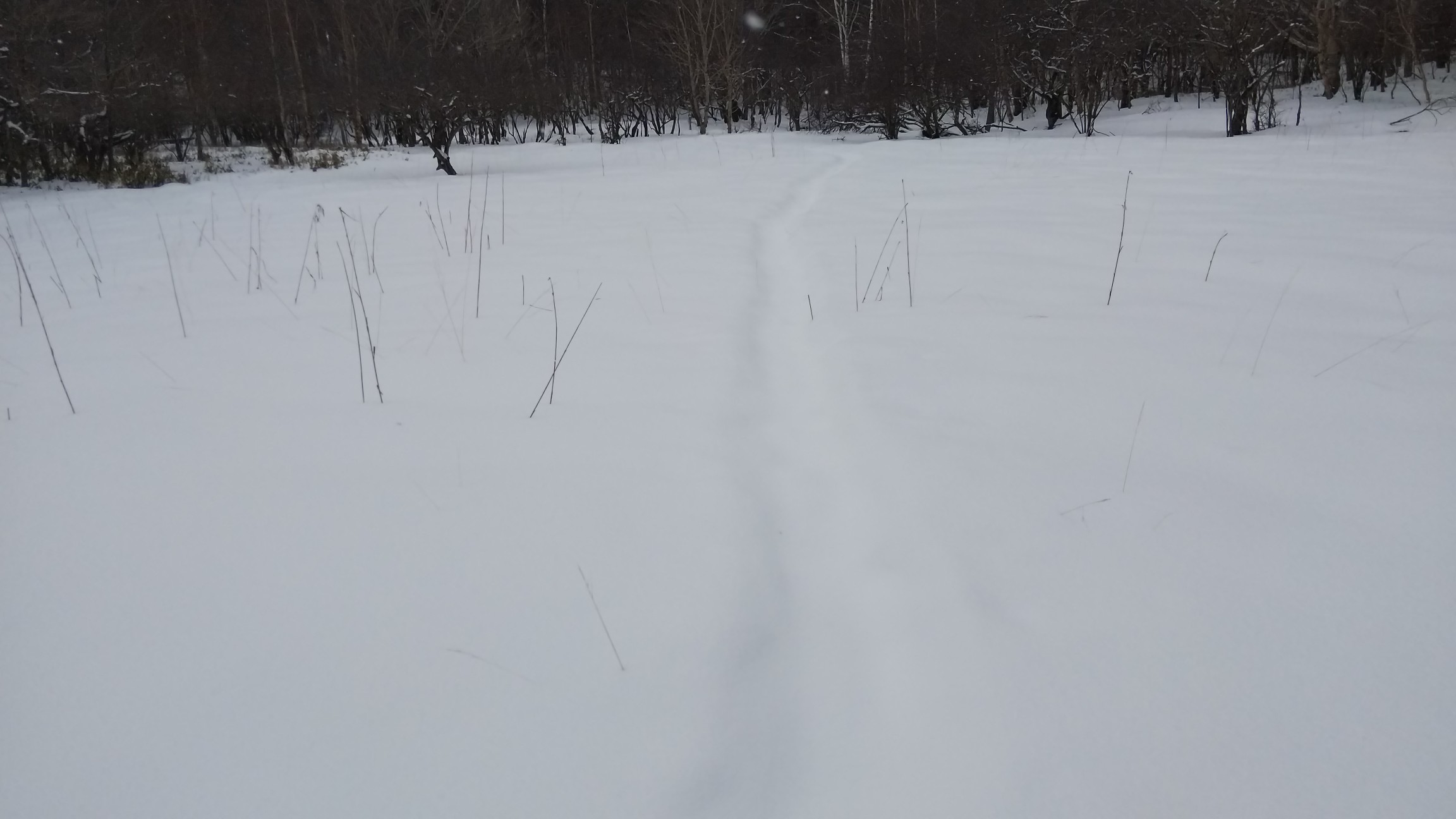 踏み跡はありました
