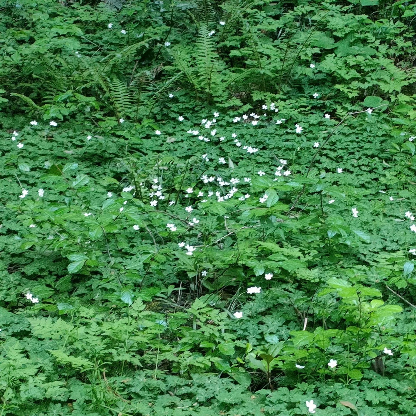 二輪草 何とも可愛らしい 花言葉は いっぷく さんのモーメント Yamap ヤマップ