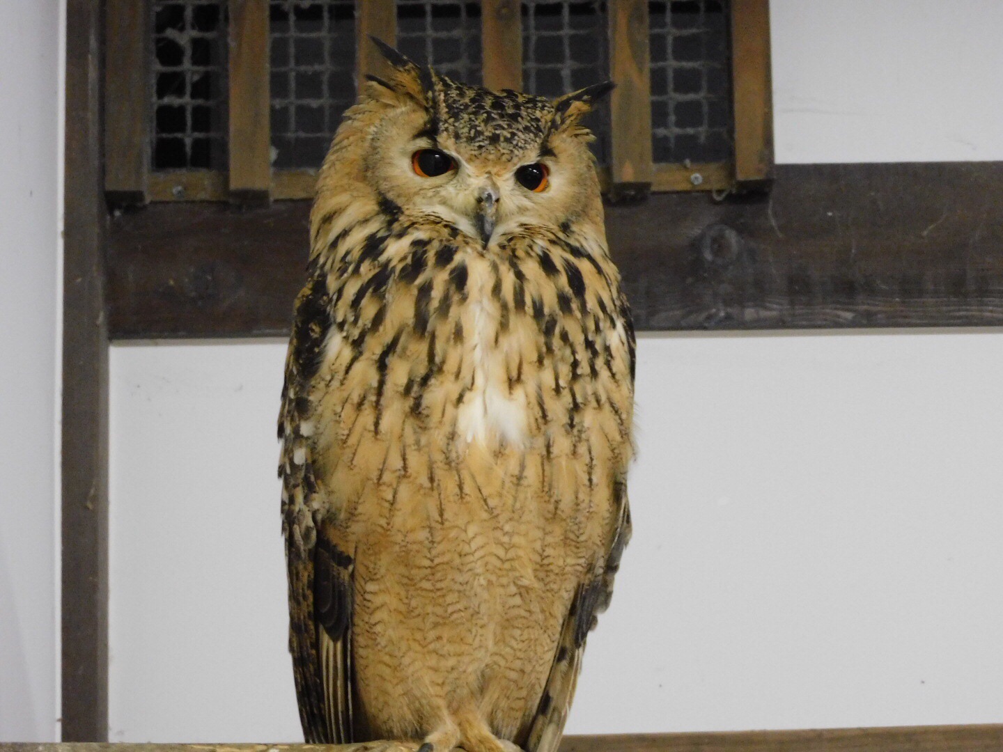 掛川花鳥園 ジョビ子 さんの粟ヶ岳の活動日記 Yamap ヤマップ