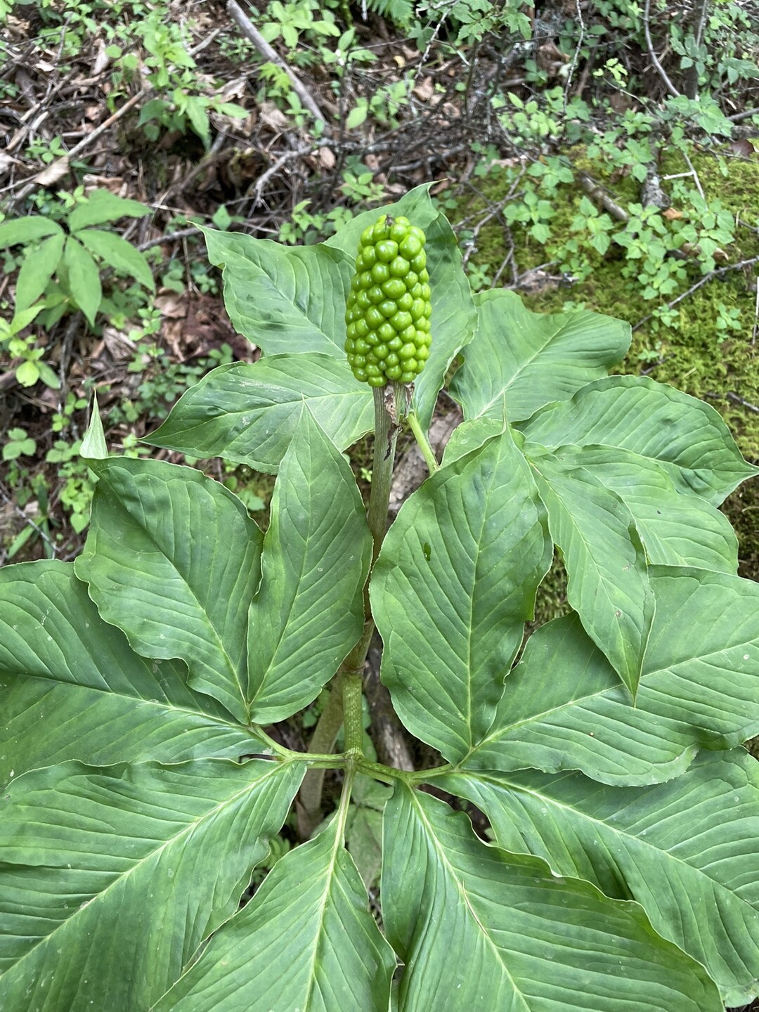 三ッ峠山 開運山 御巣鷹山 木無山 三ッ峠山 本社ヶ丸 鶴ヶ鳥屋山の写真1枚目 今日は御坂峠の登山口から最短ルートで Yamap ヤマップ
